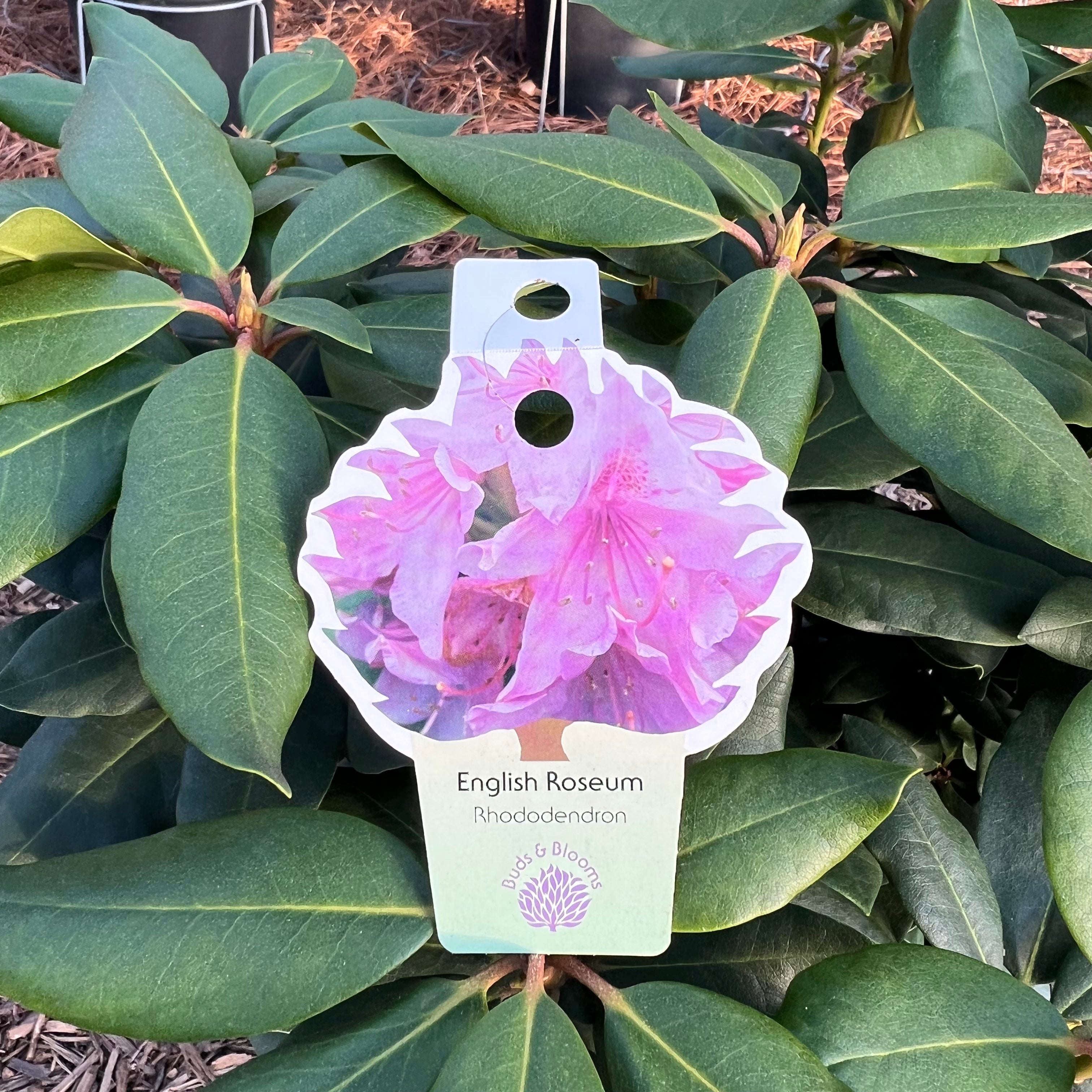 English Roseum Rhododendron 3&5 Gal