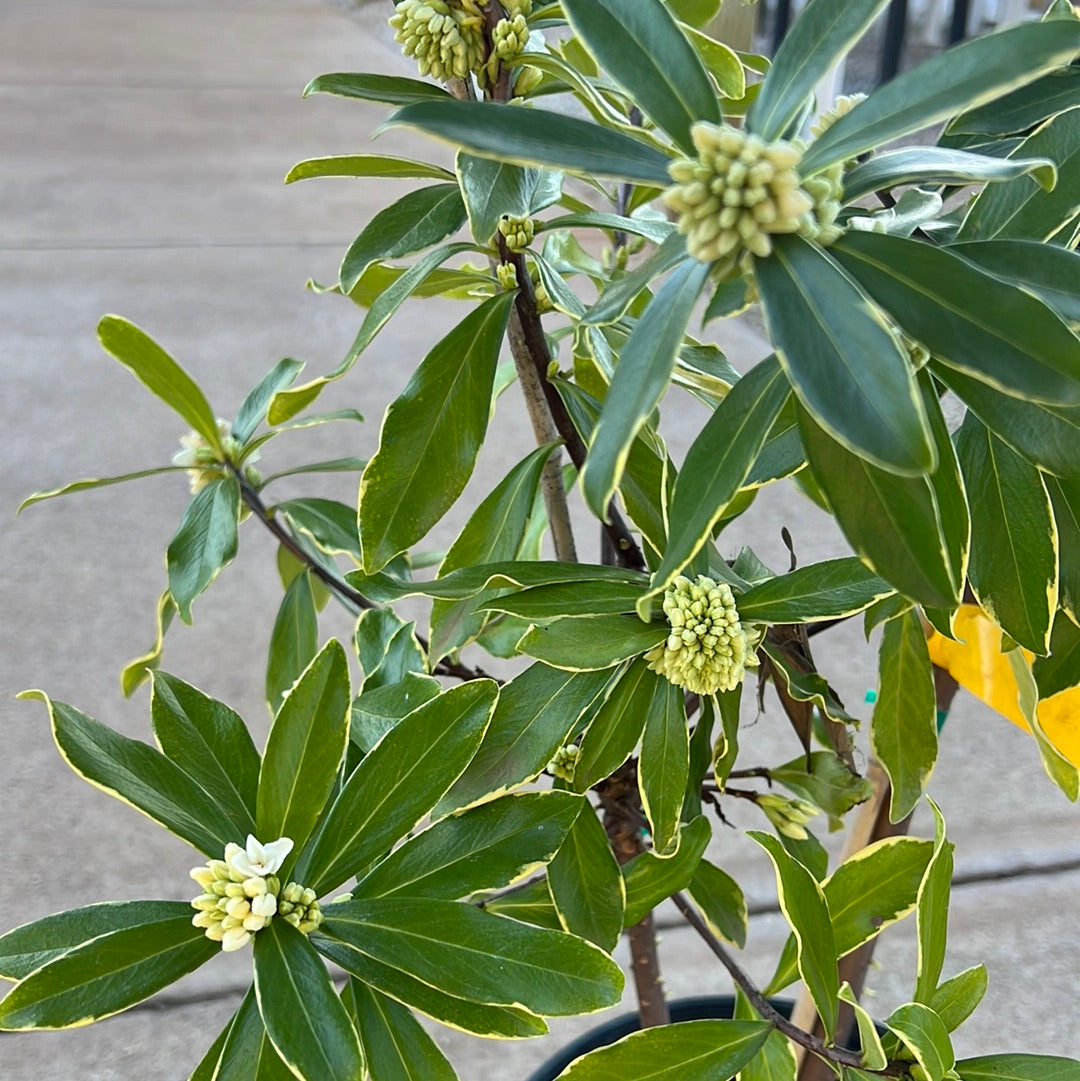 White Variegated Winter Daphne 3 Gal