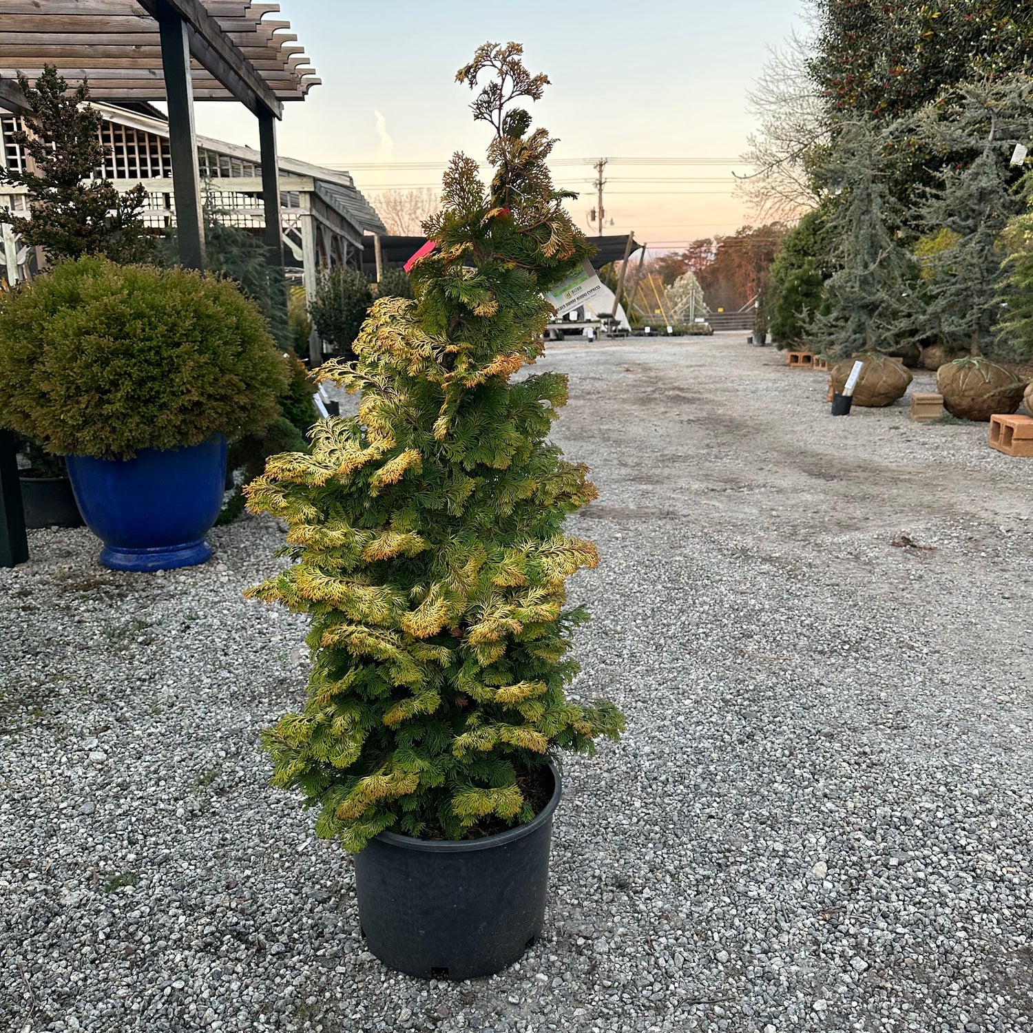 Aurea Nana Hinoki Cypress