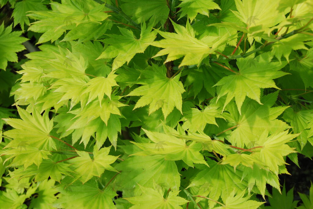 Golden Fullmoon Jap. Maple 10 Gal