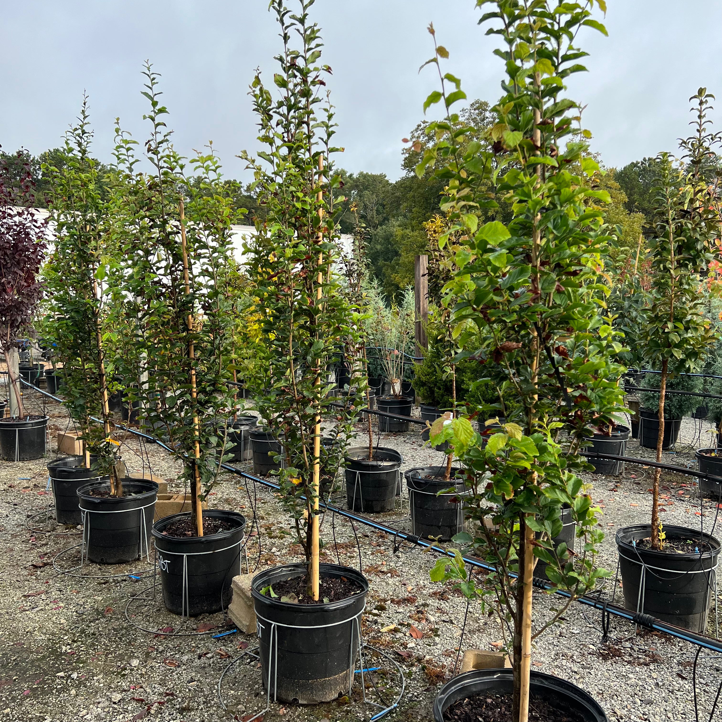 Golden Bell Tower Parrotia 15 Gal