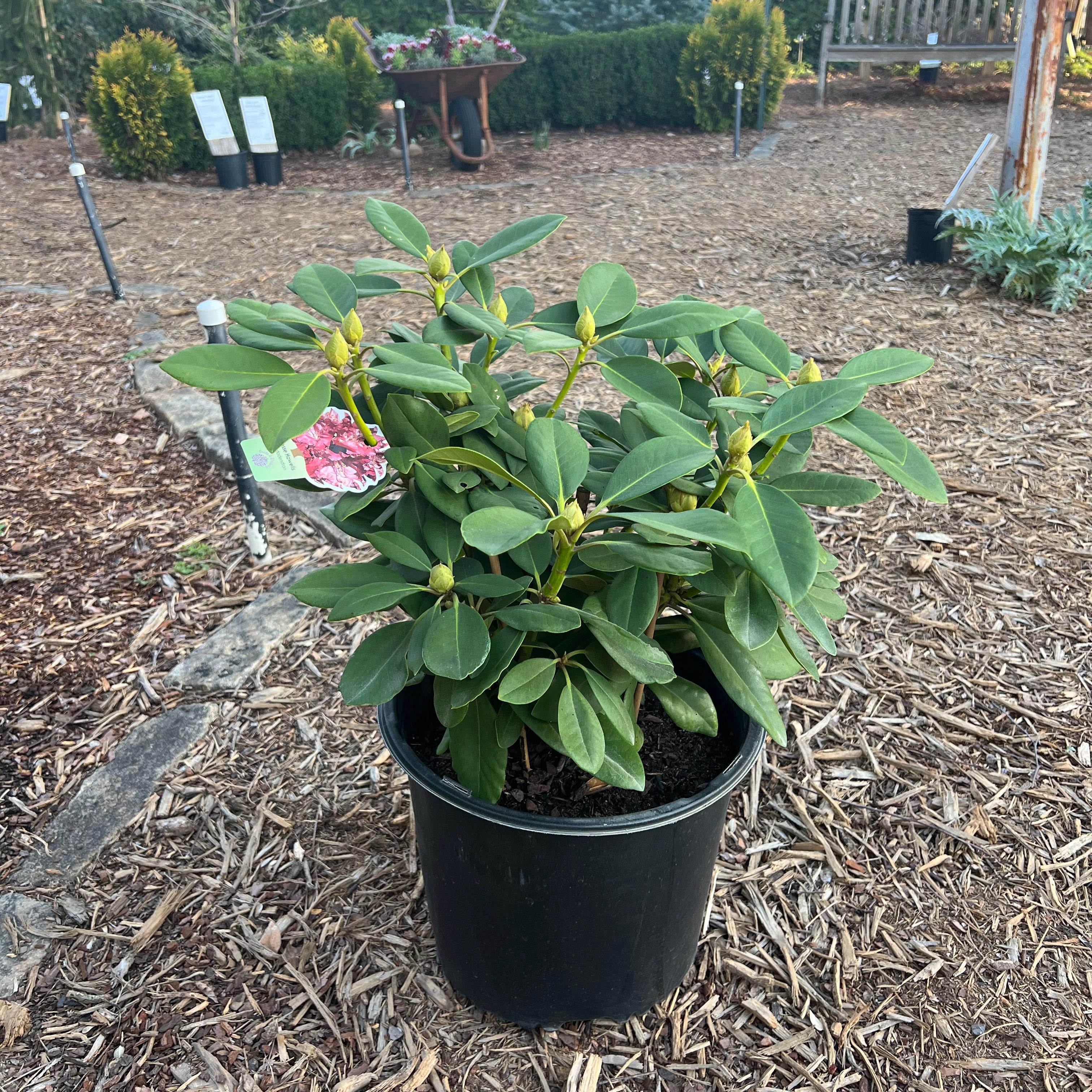 Besse Howells Rhododendron 3 Gal