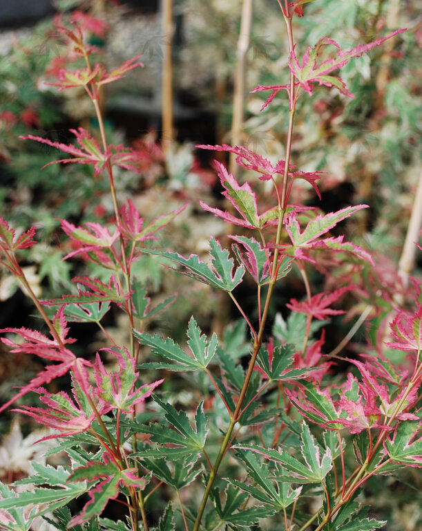 Taylor Jap. Maple 3 Gal