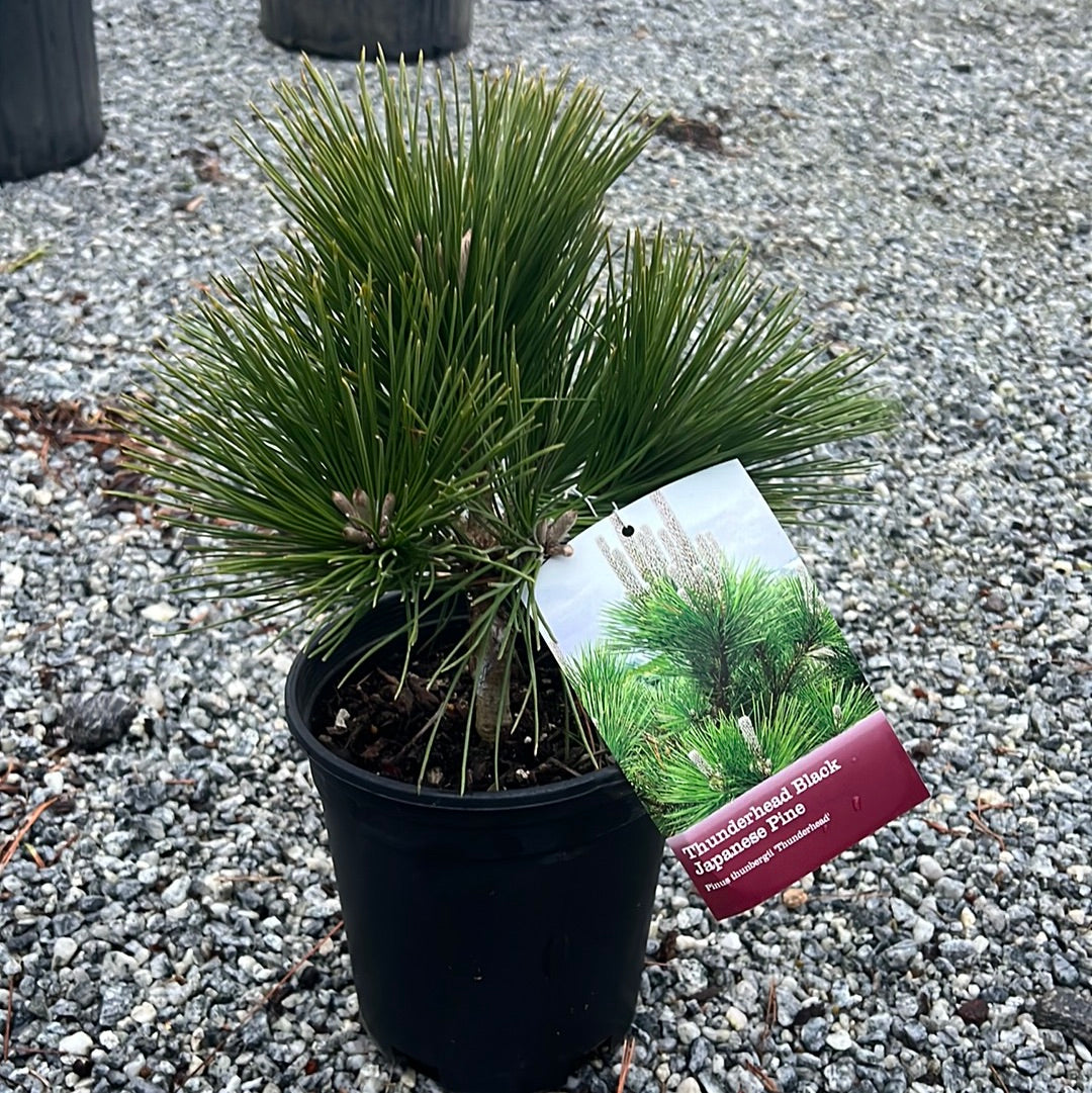 Thunderhead Pine