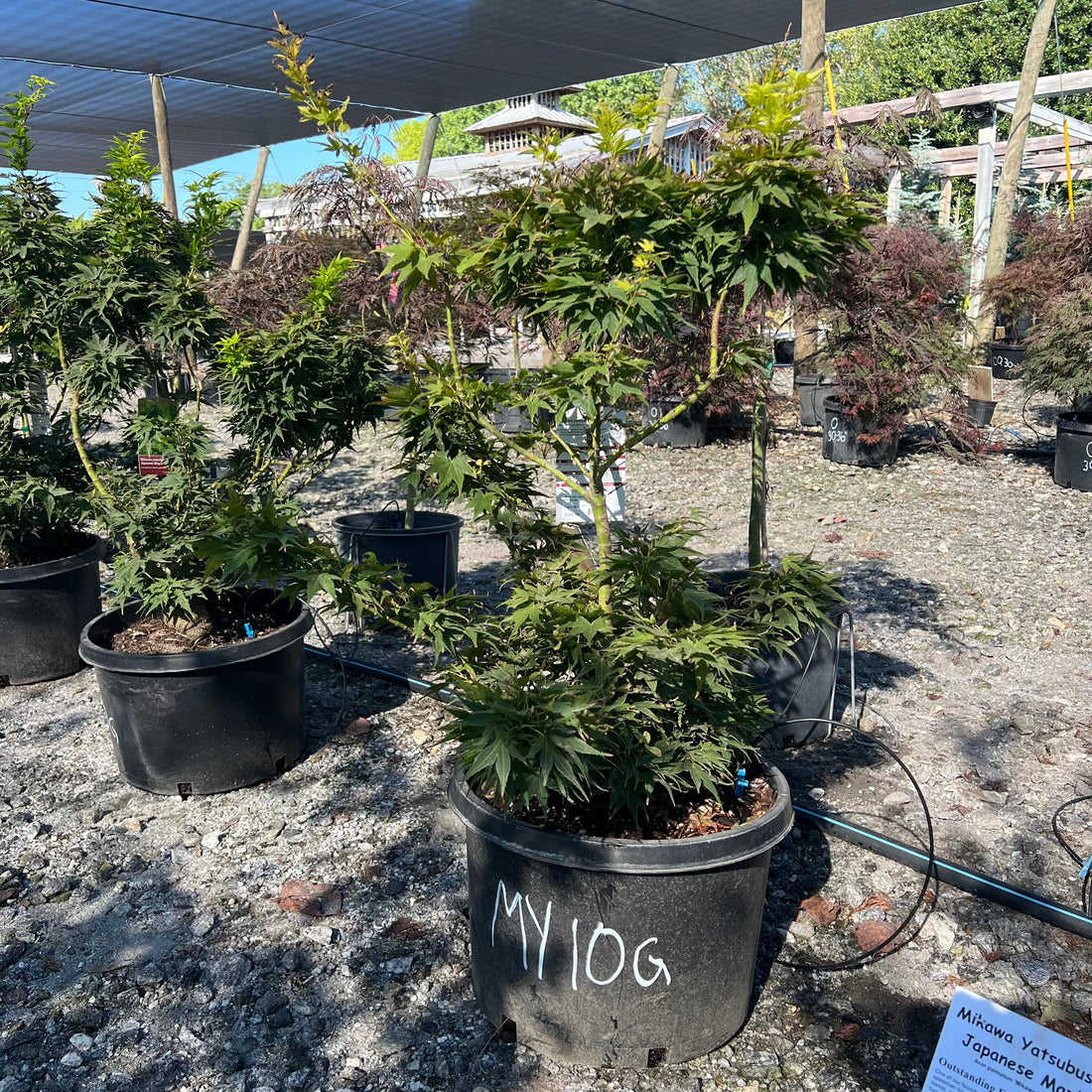 Mikawa Yatsubusa Japanese Maple
