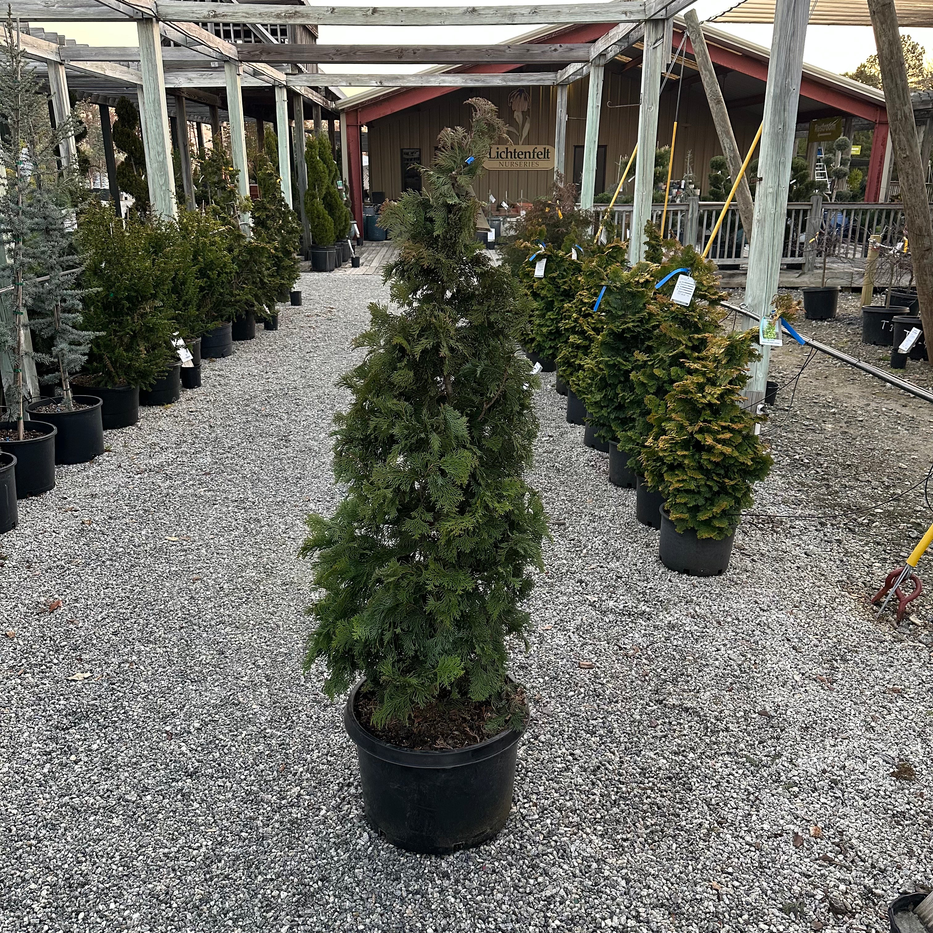 Compacta Hinoki Cypress 10 Gal