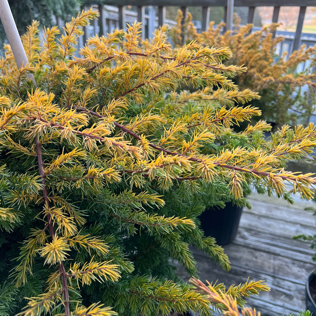 All Gold Juniper 7G/Patio