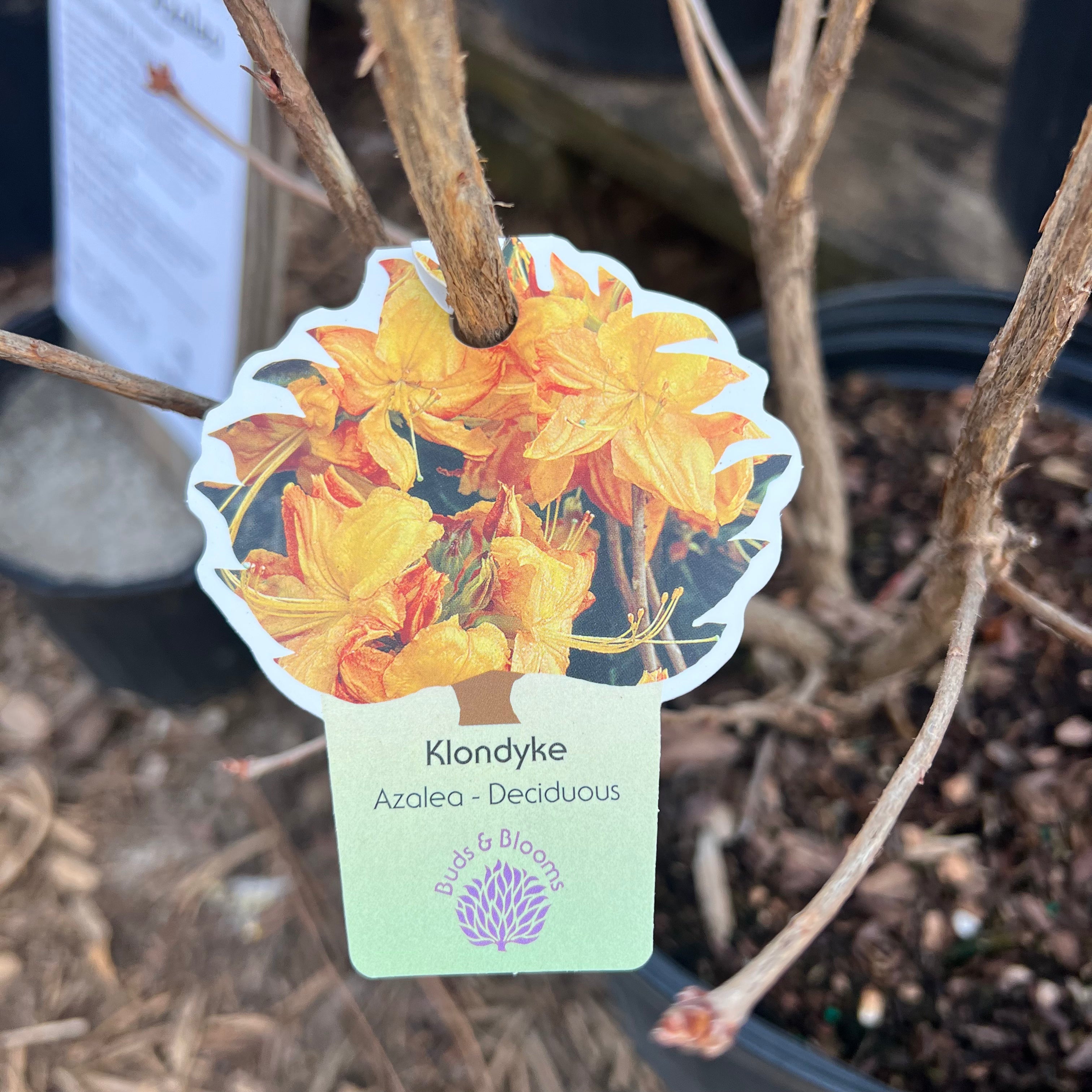 Klondyke Azalea 3 Gal