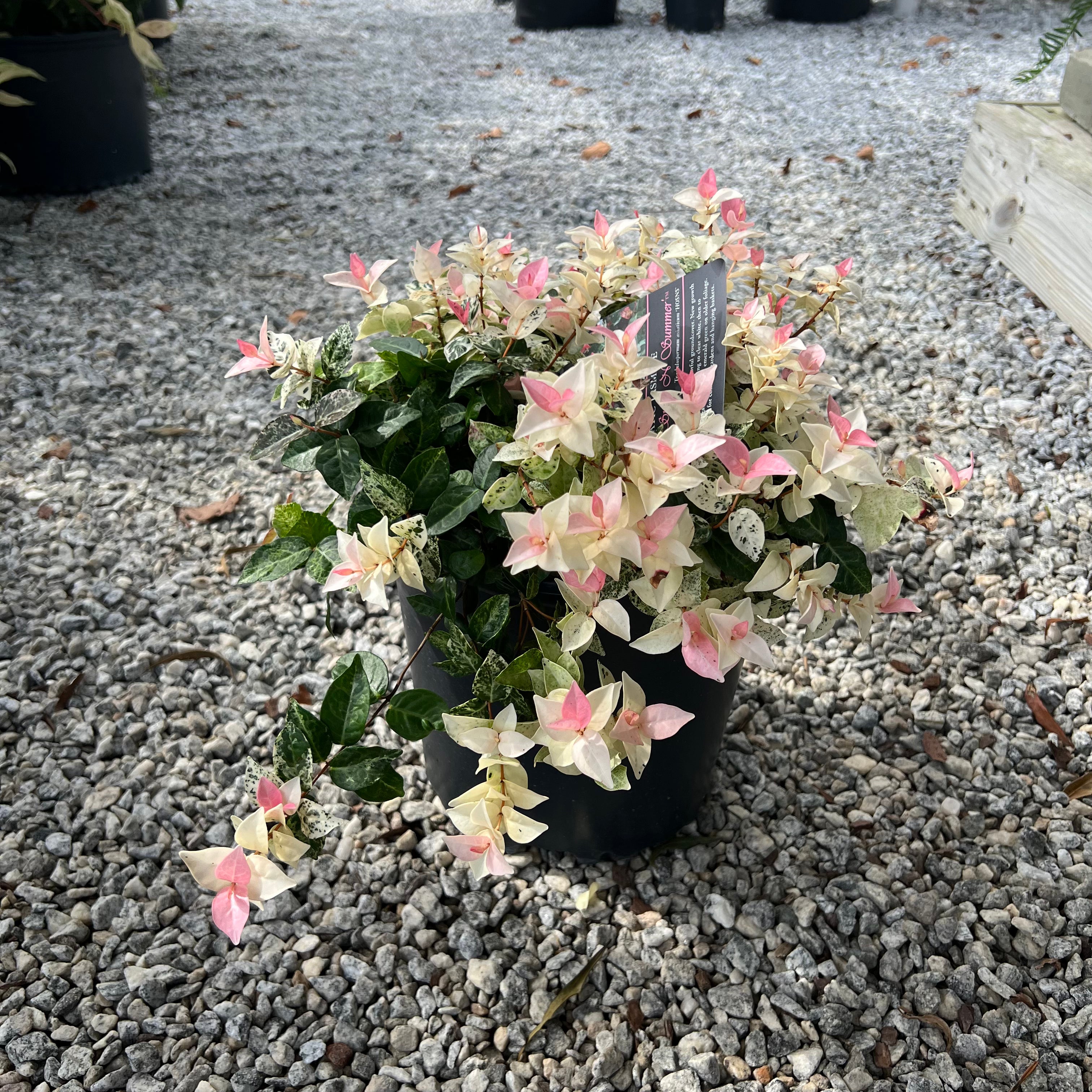 Snow-n-Summer Asiatic Jasmine