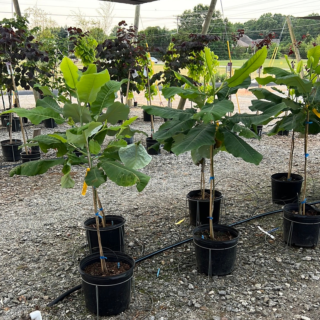 Dwarf Big Leaf Magnolia