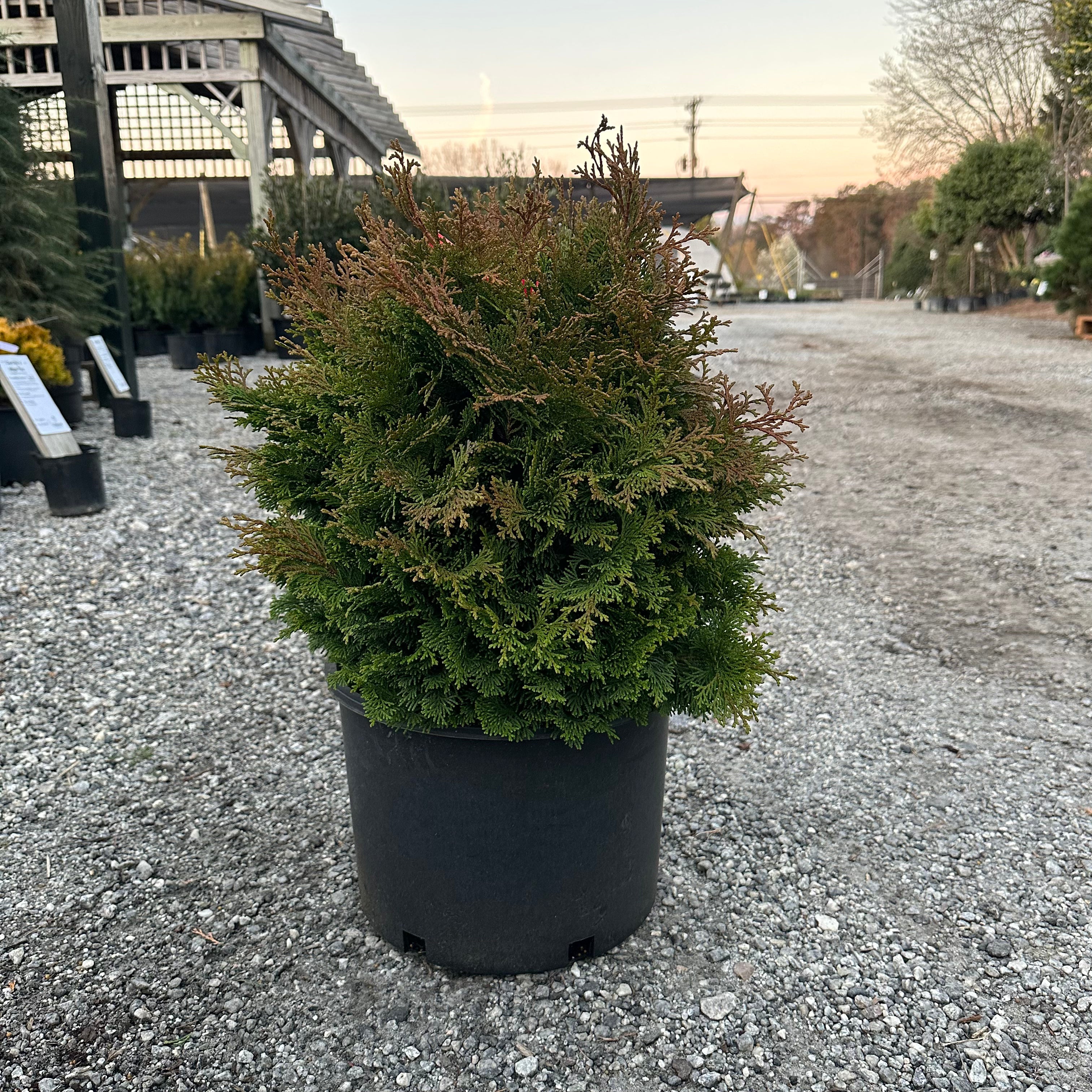 Tempelhof Hinoki Cypress 6 Gal
