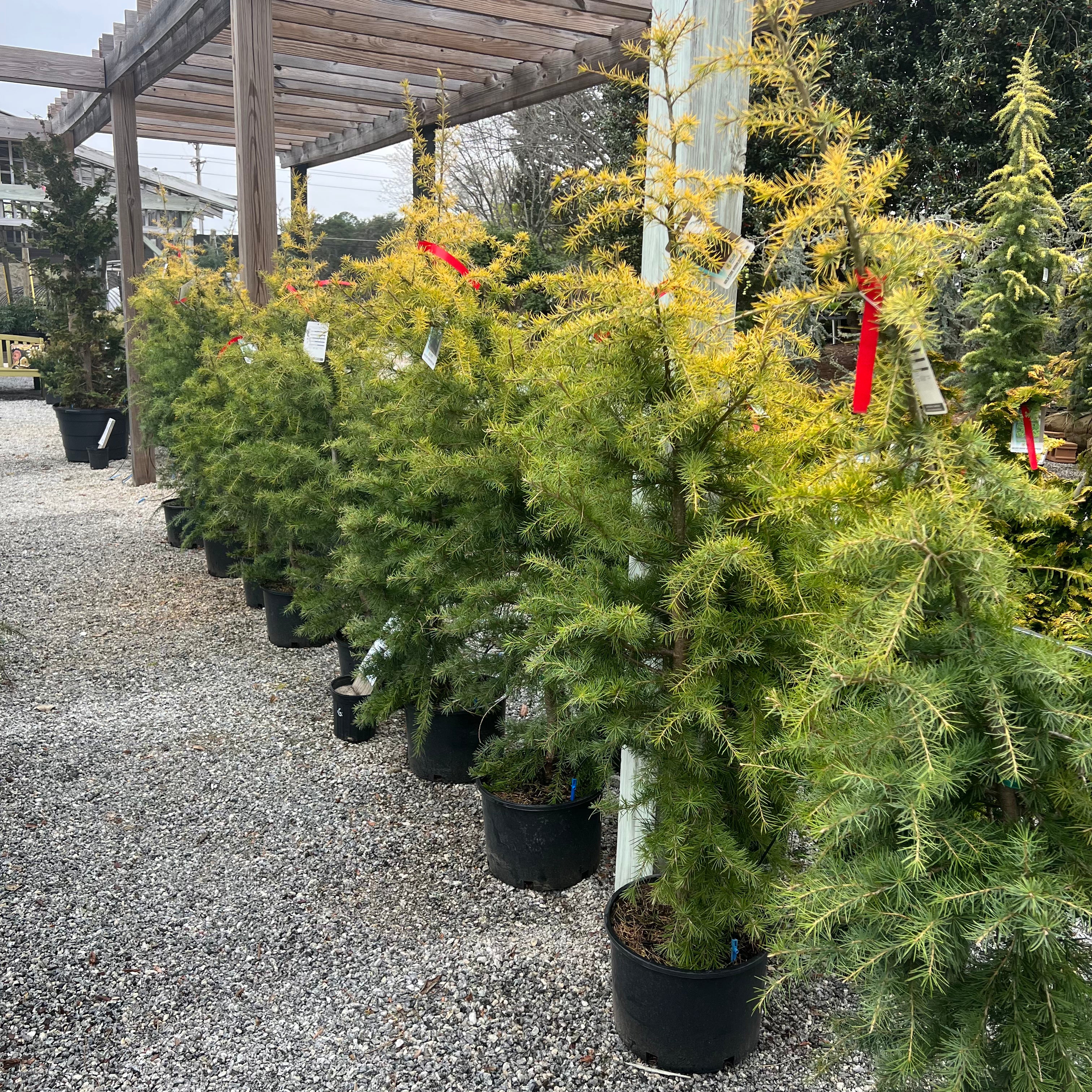 Gold Cone Deodar Cedar 6 Gal