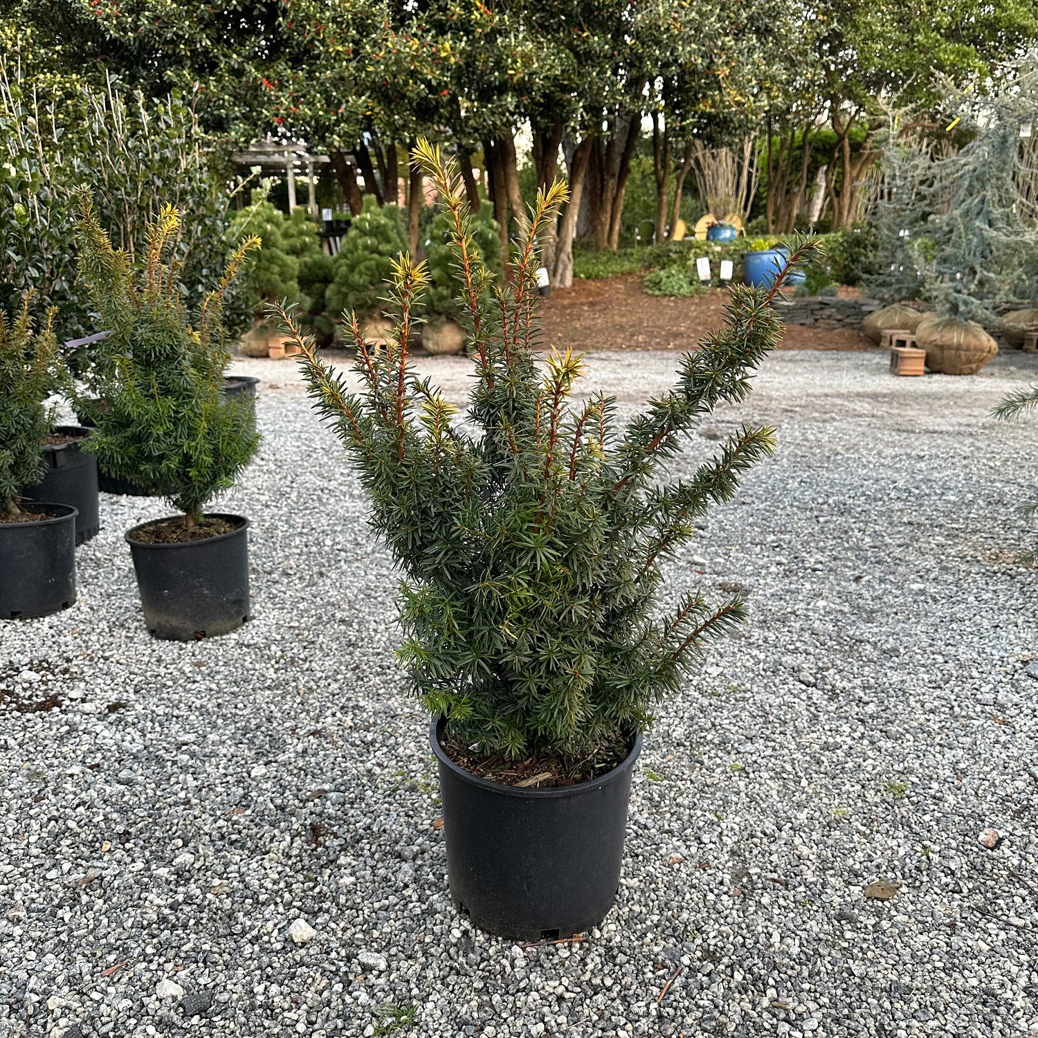 Bright Gold Yew 3 Gal