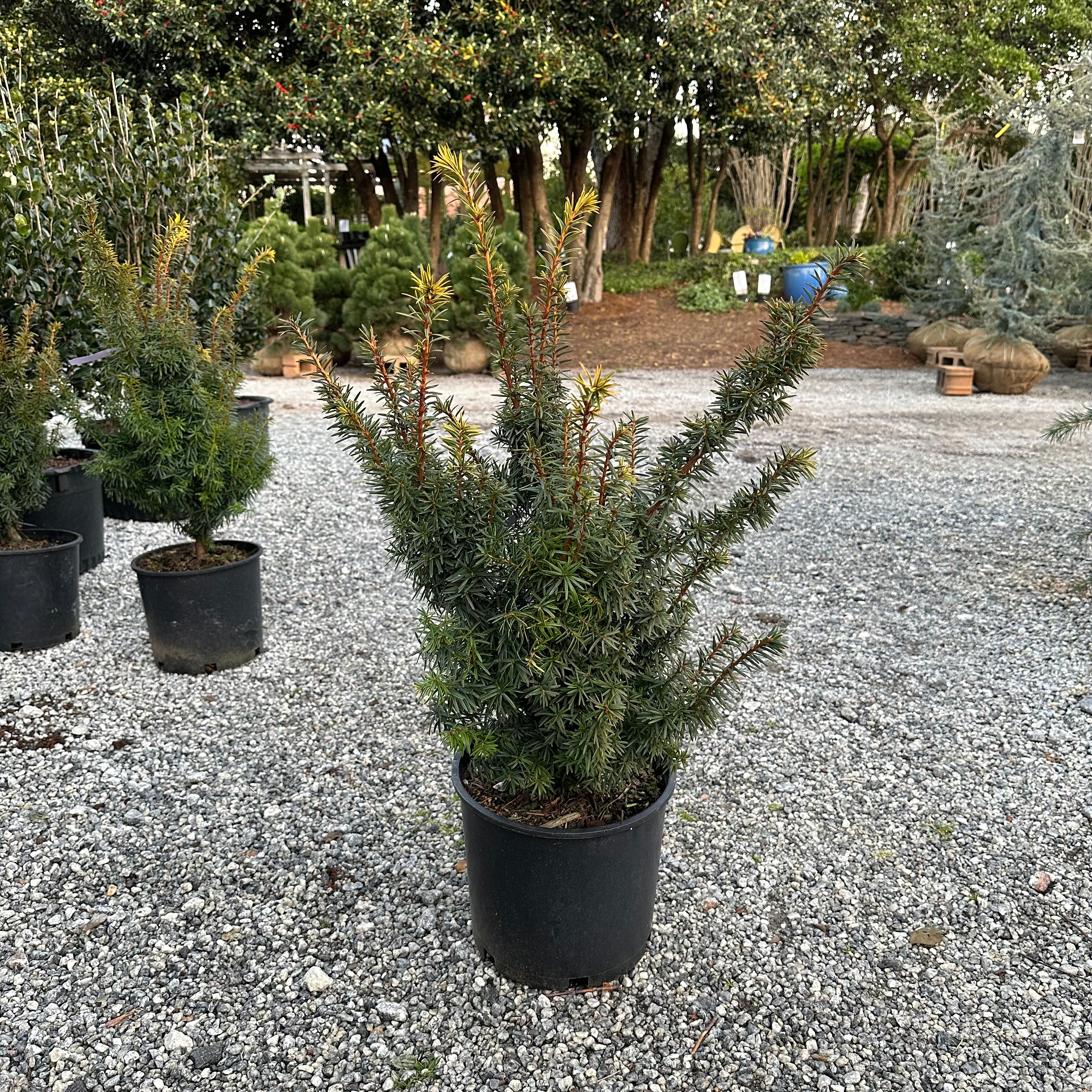 Bright Gold Yew 3 Gal