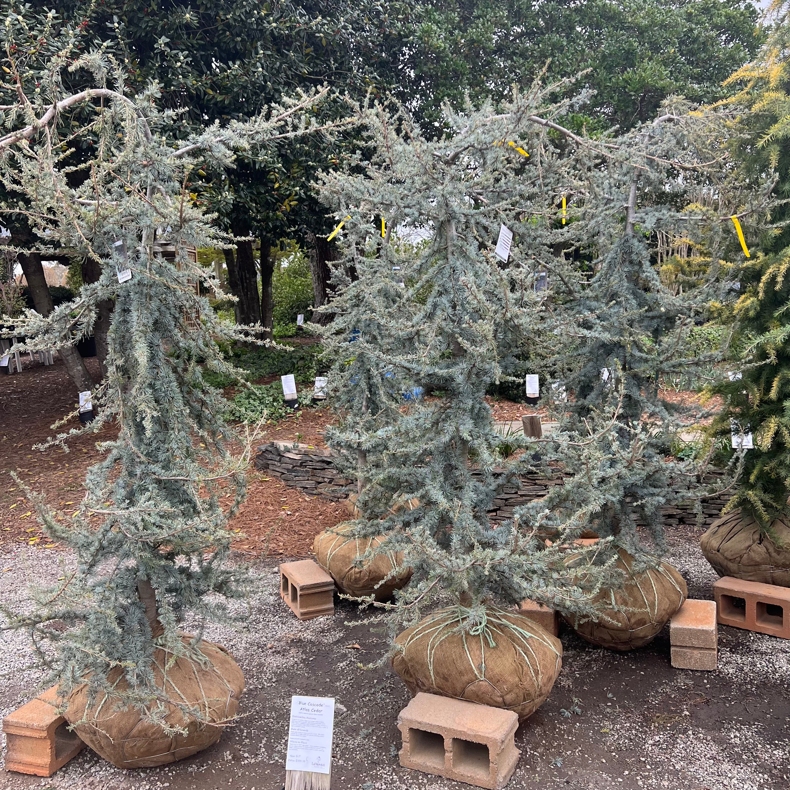 Blue Cascade Atlas Cedar 6-7&