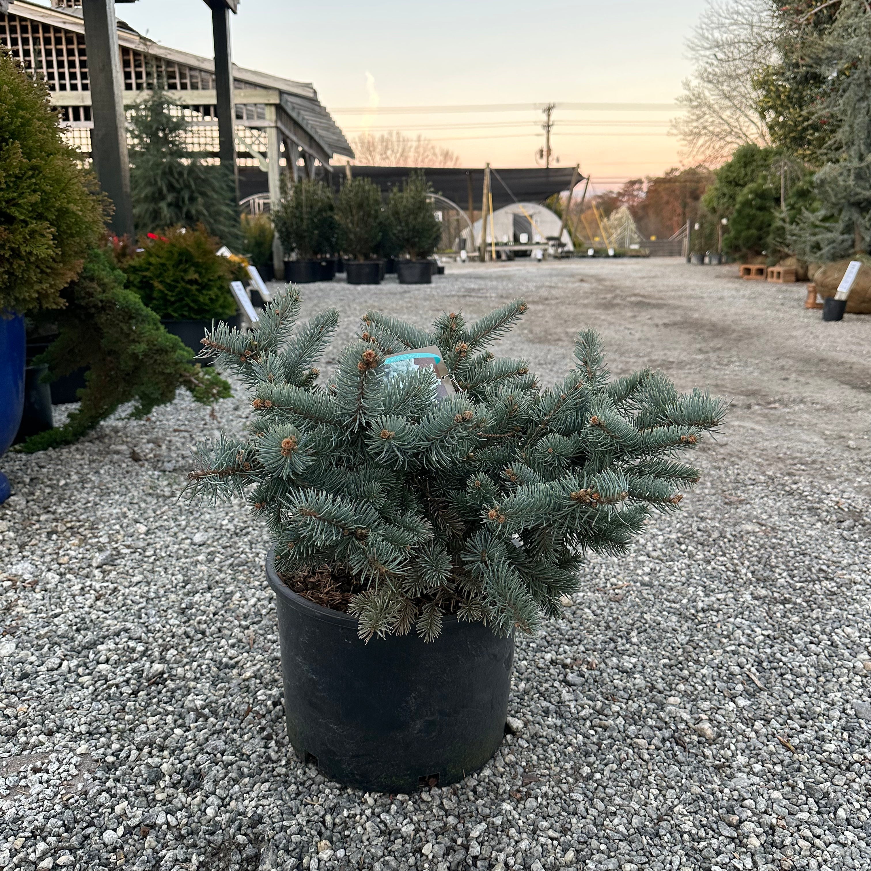 Prostrata Blue Spruce 6 Gal