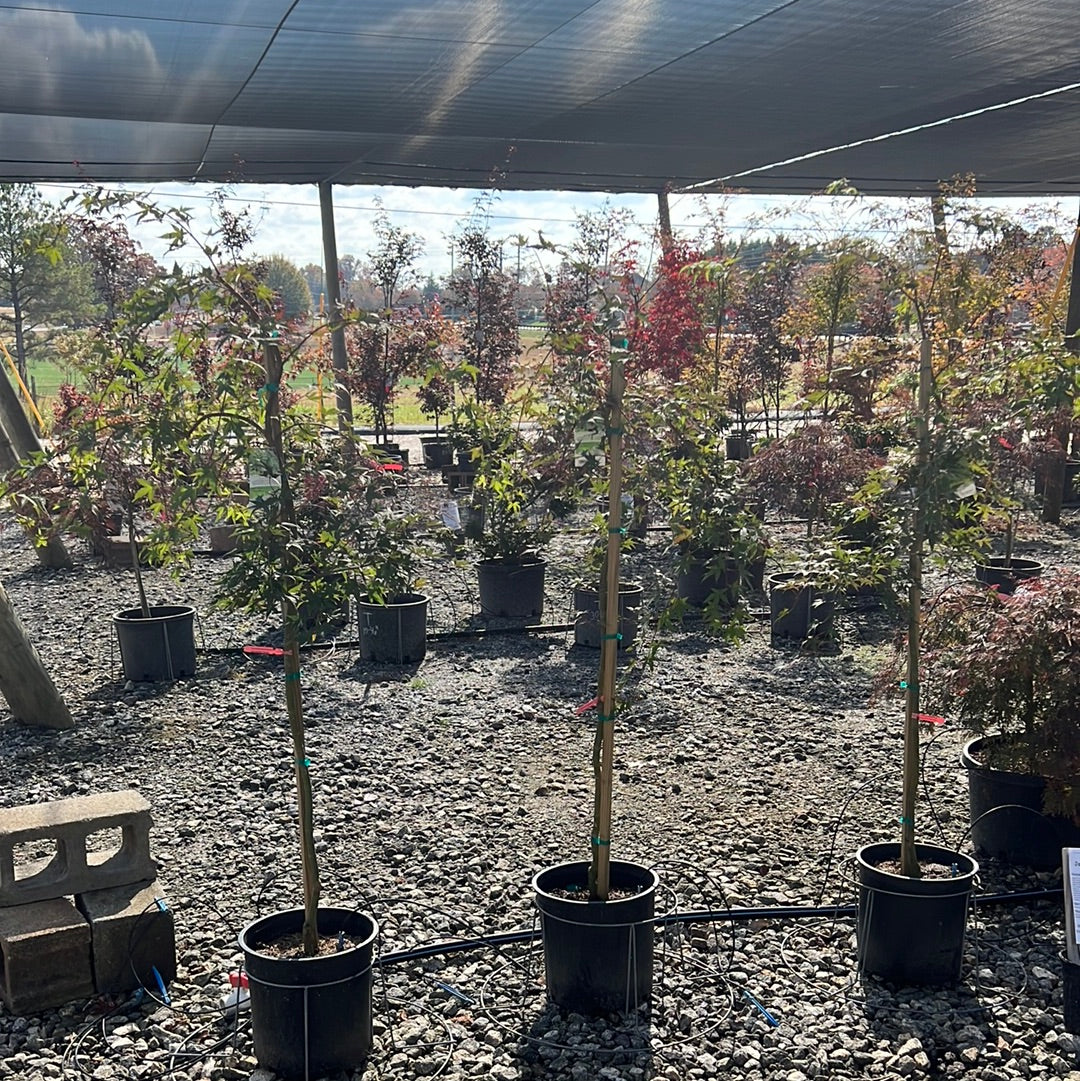 Ryusen Japanese Maple