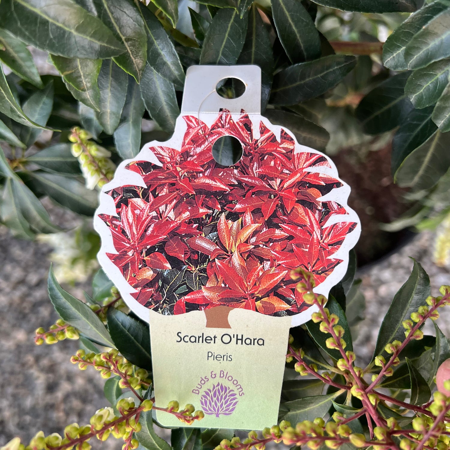 Scarlet O&