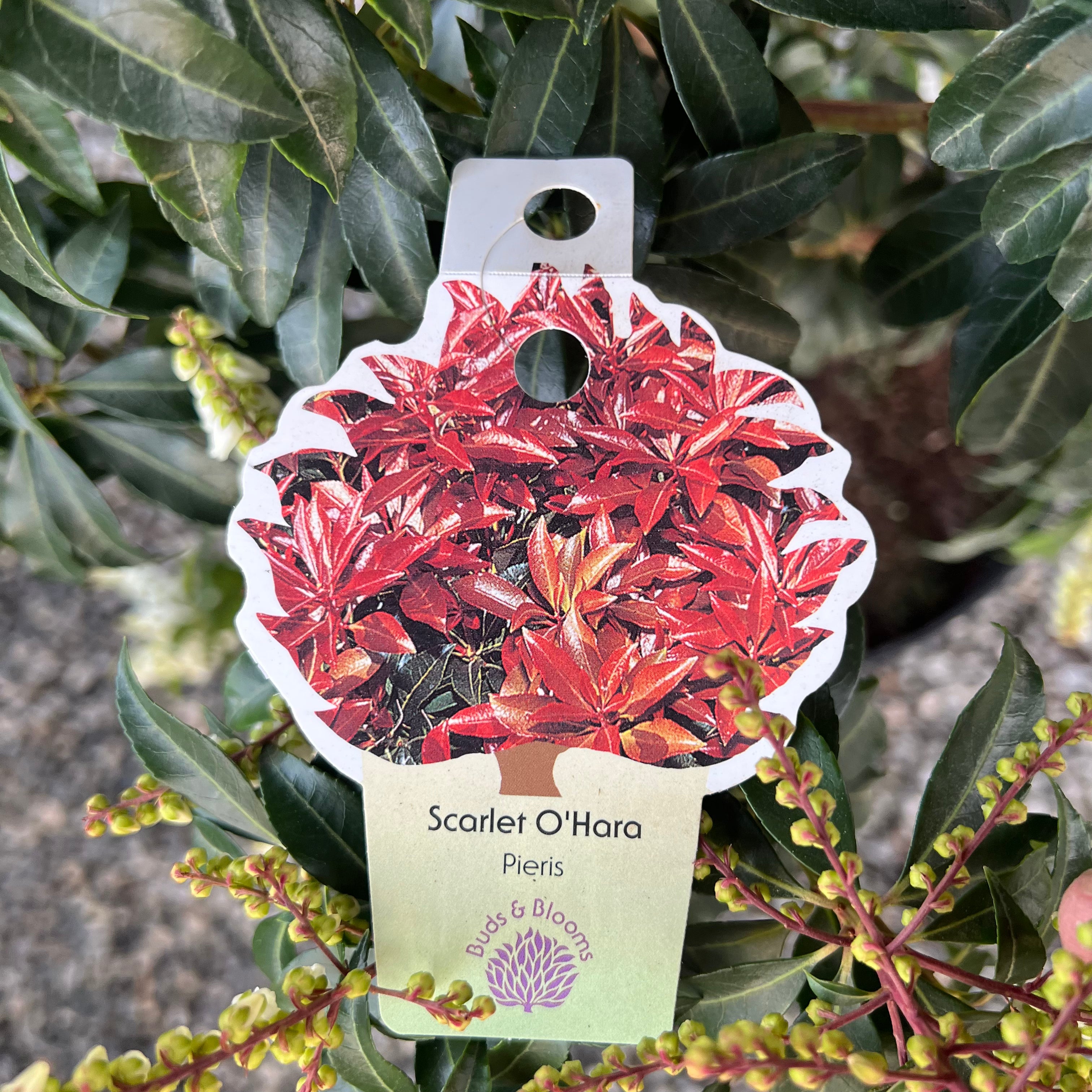 Scarlet O&