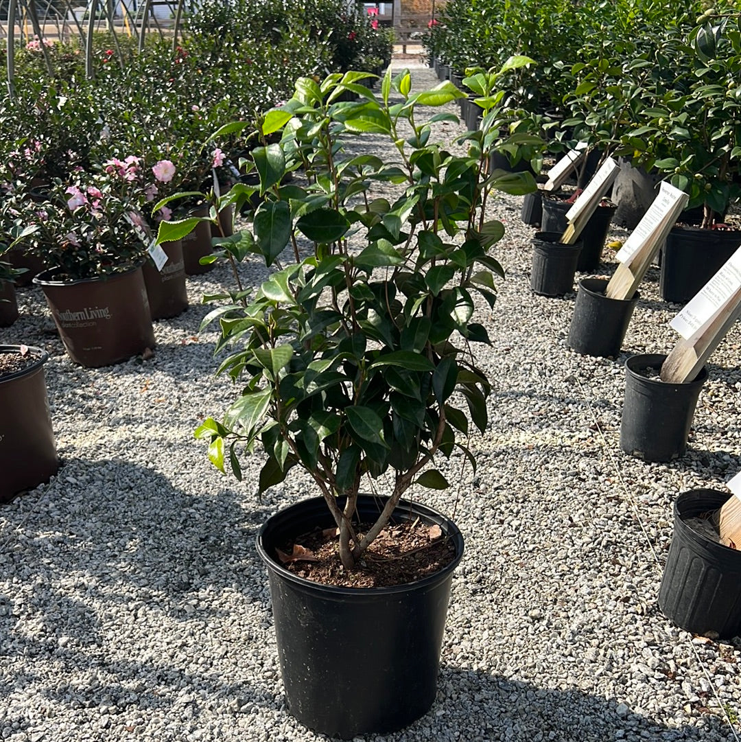 Pink Perfection Camellia 3 Gal