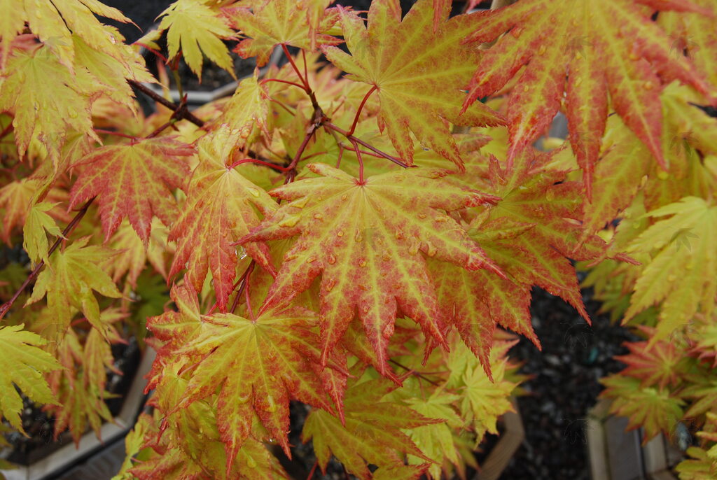 Autumn Moon Japanese Maple