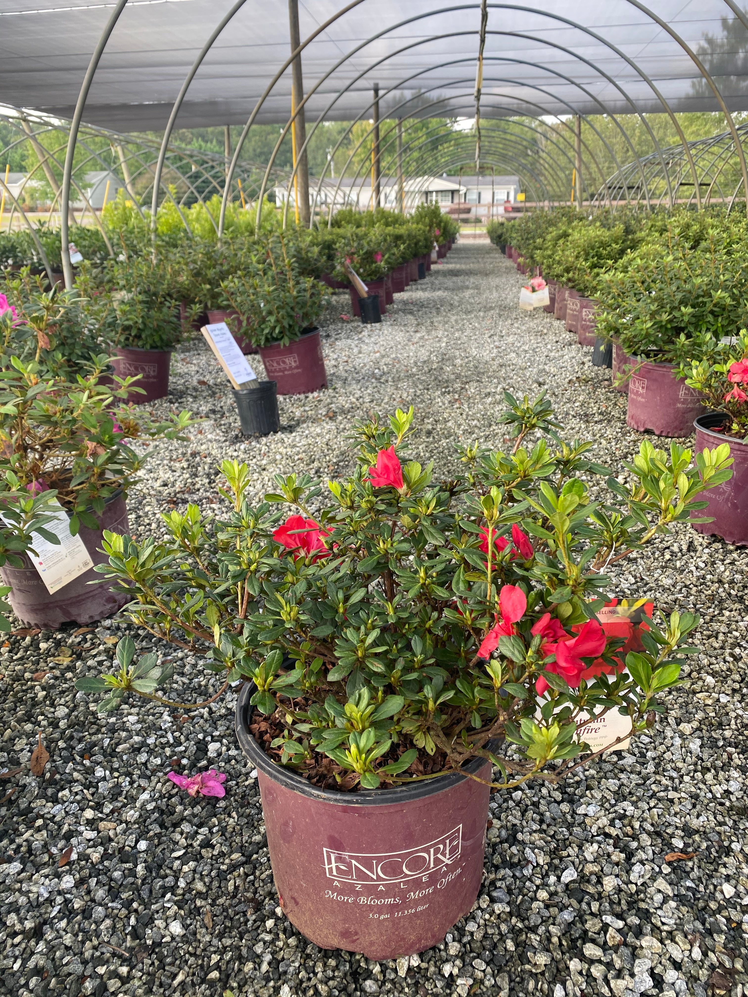 Autumn Bonfire Encore Azalea 2&3 Gal