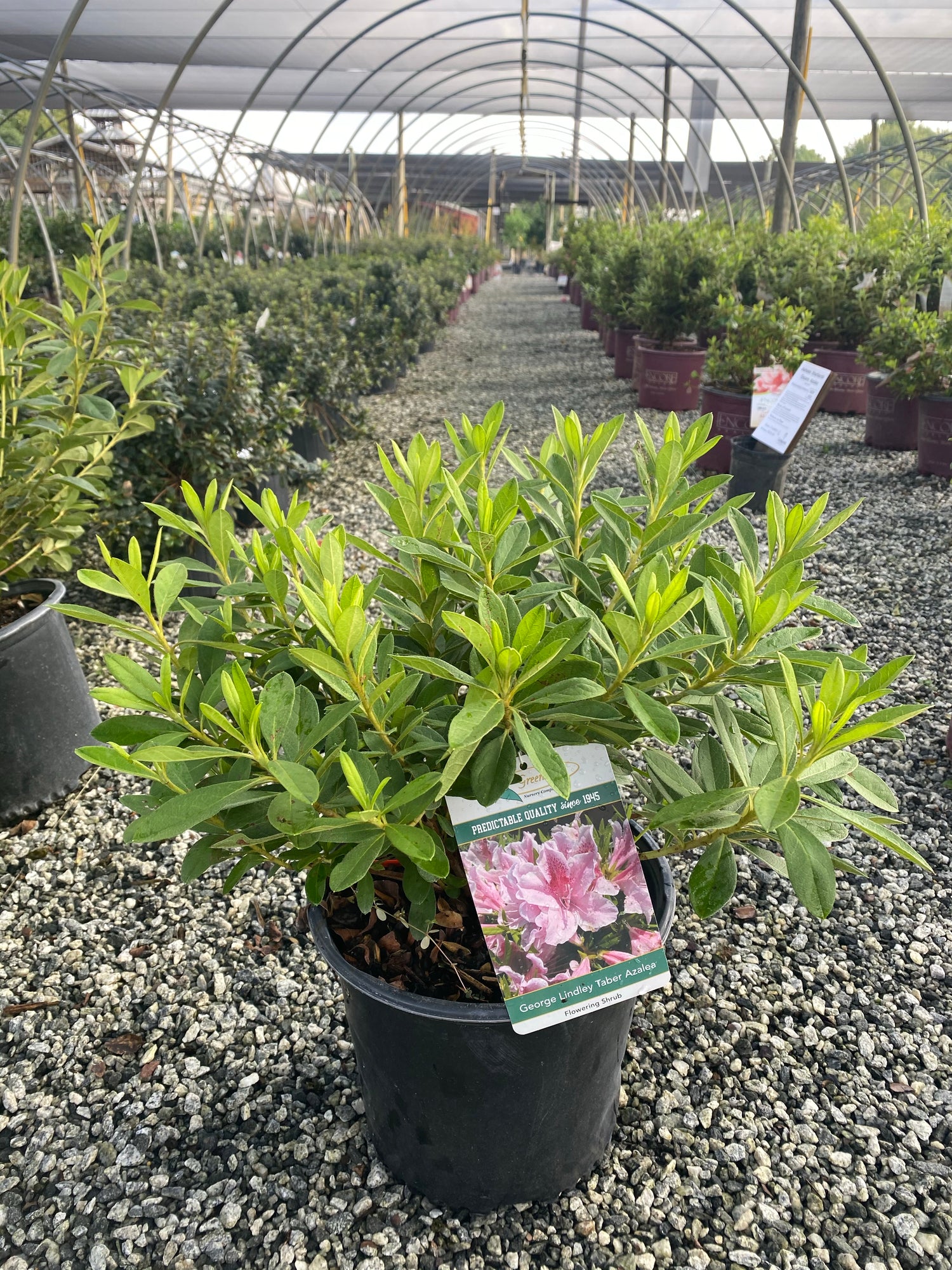 George Tabor Azalea 3 Gal