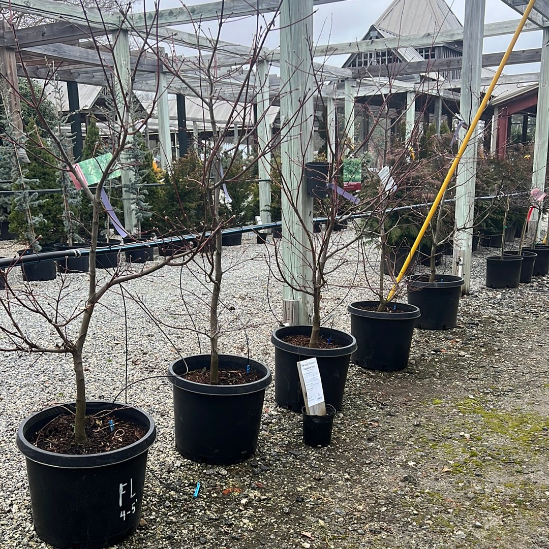 Fernleaf Japanese Maple