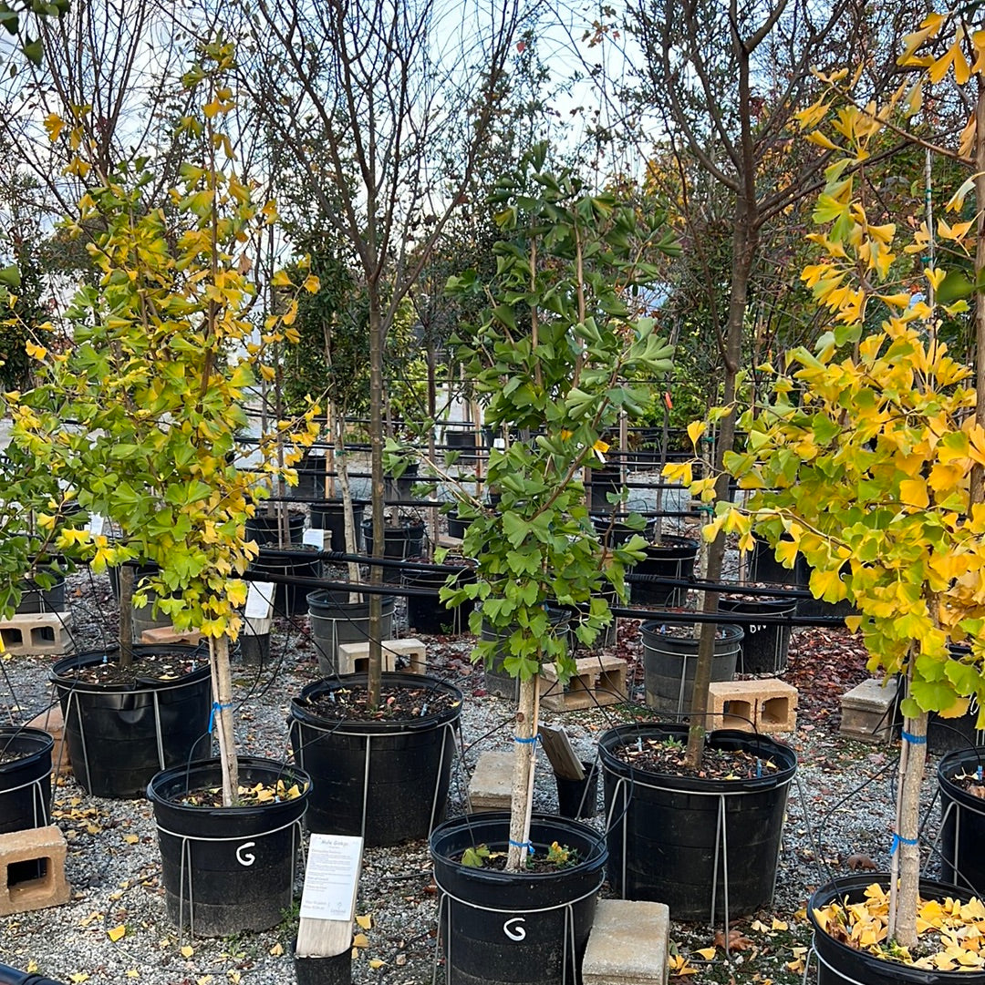 Goldspire Ginkgo 10 Gal