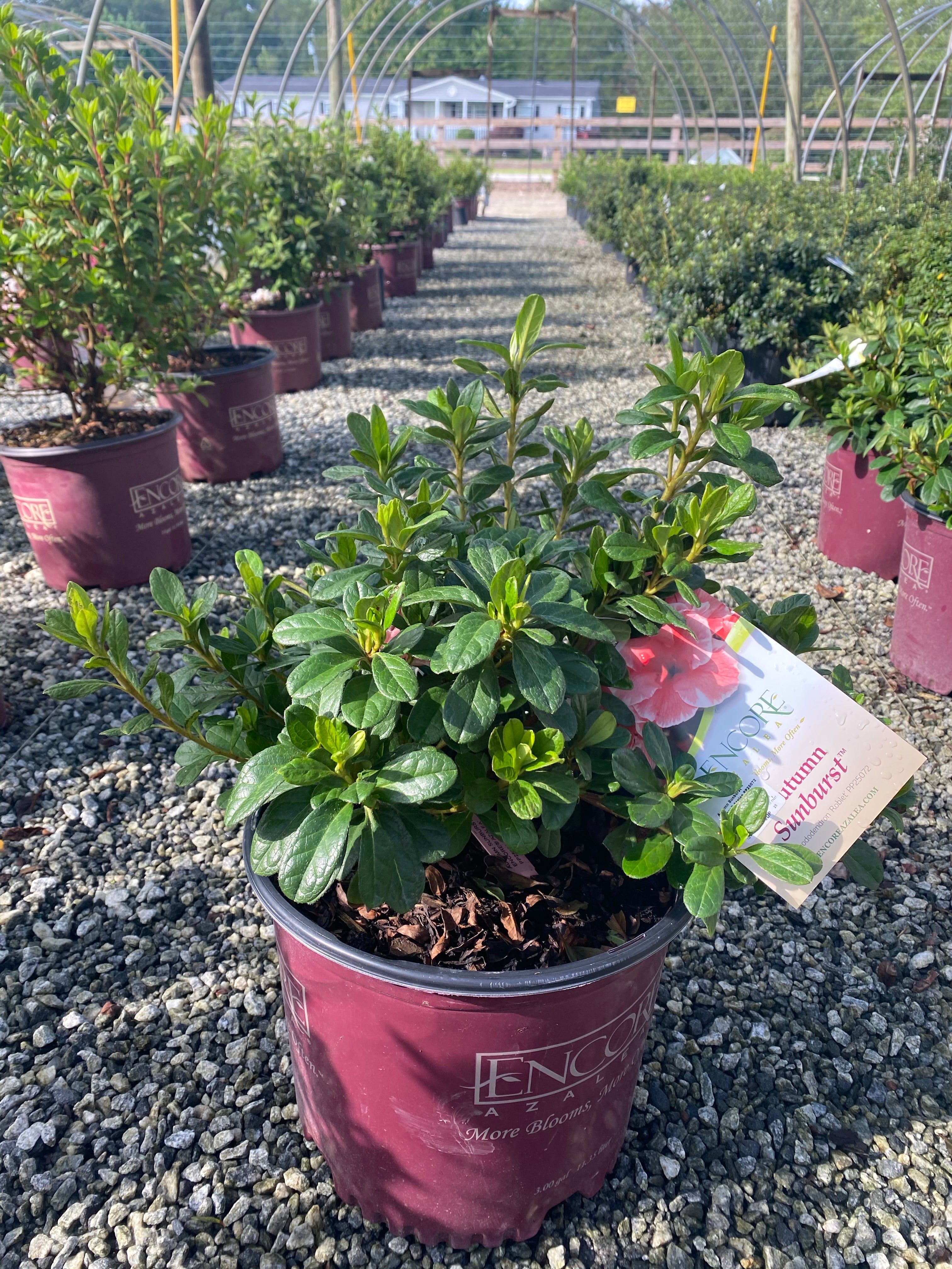 Autumn Sunburst Encore Azalea 2&3 Gal