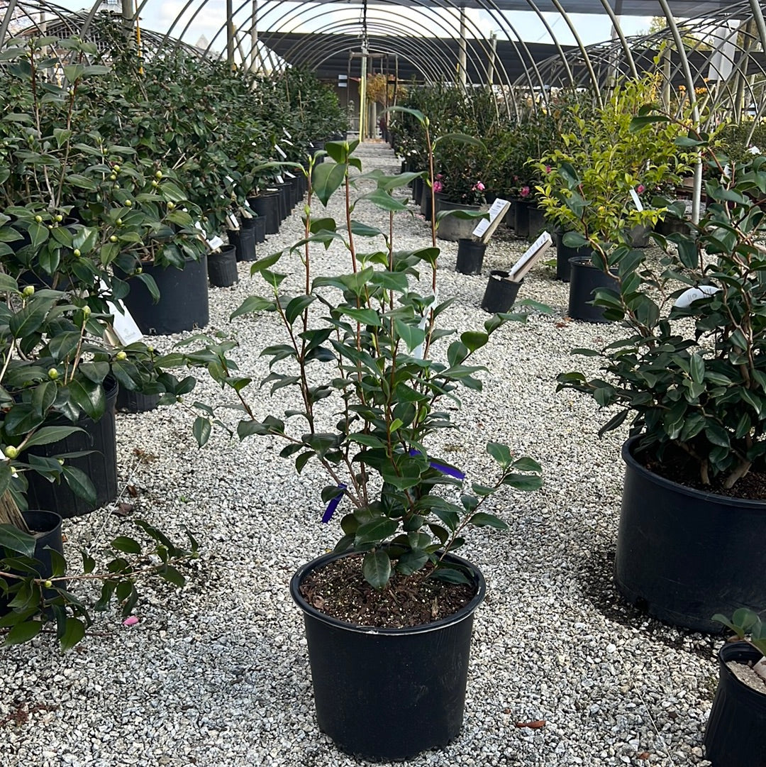 April Dawn Camellia Jap 3 Gal