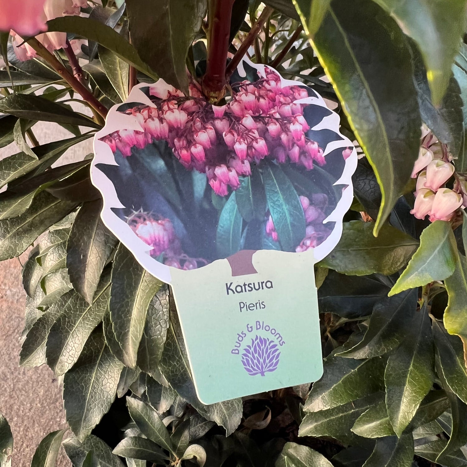 Katsura Pieris 3 Gal