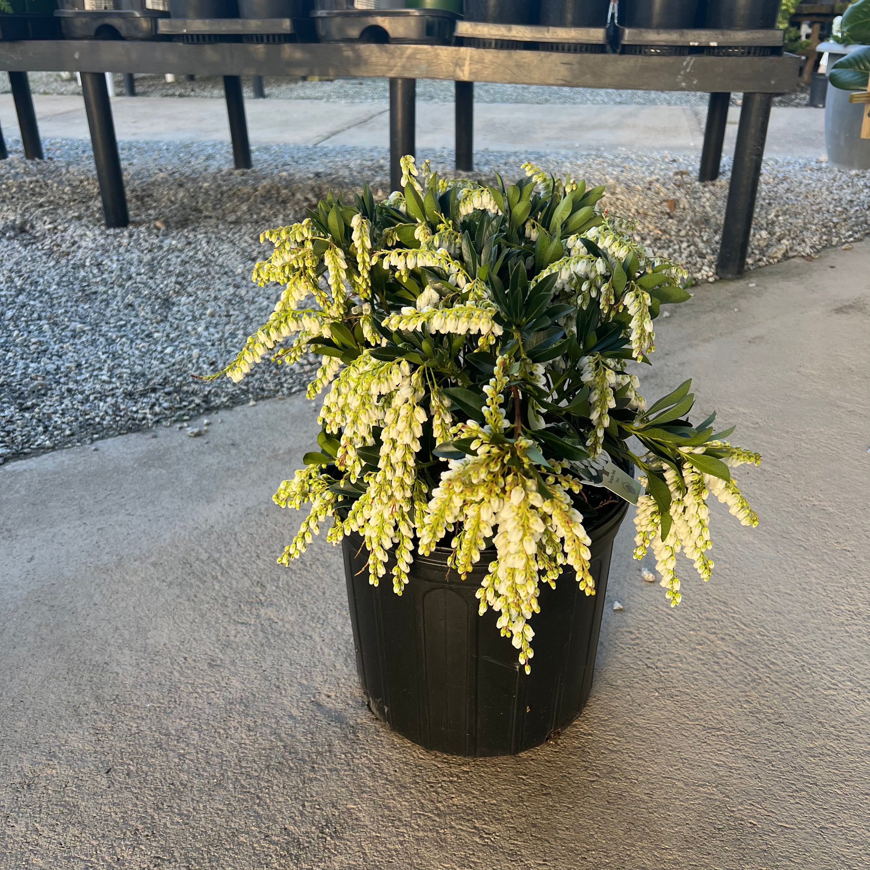 Temple Bells Pieris 3 Gal