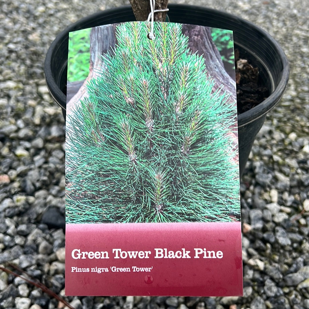 Green Tower Pine
