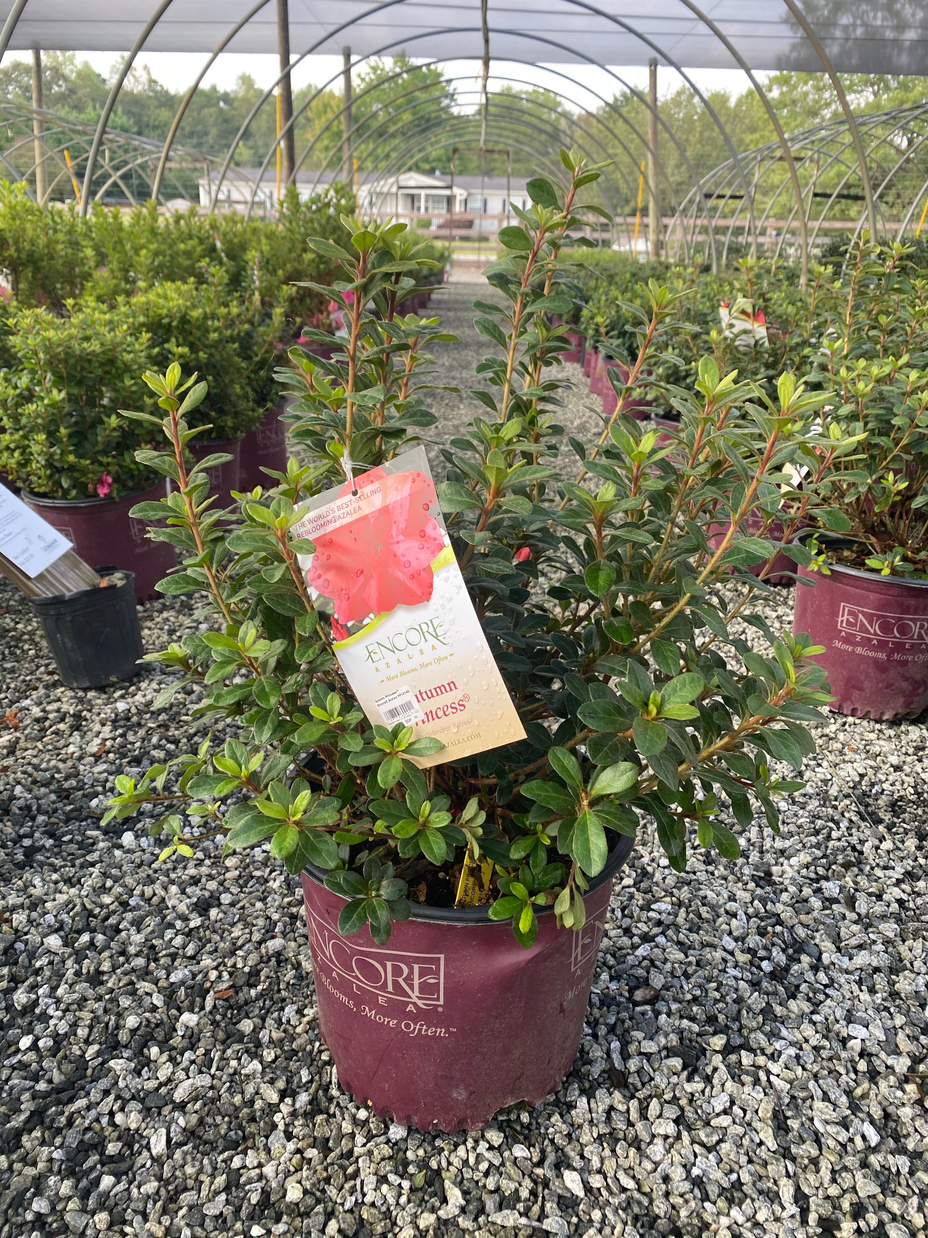 Autumn Princess Encore Azalea 2&3 Gal