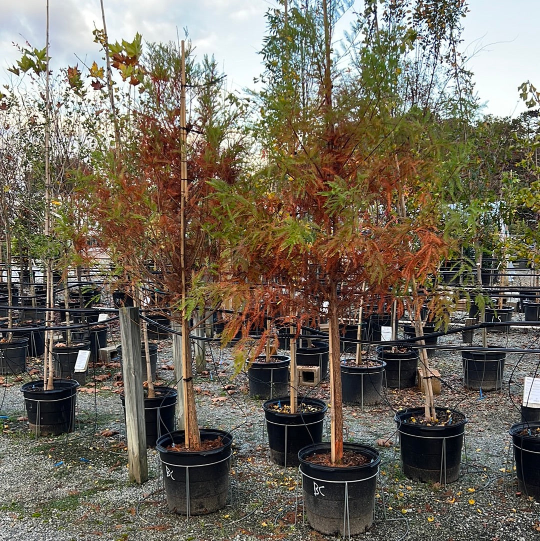 Bald Cypress