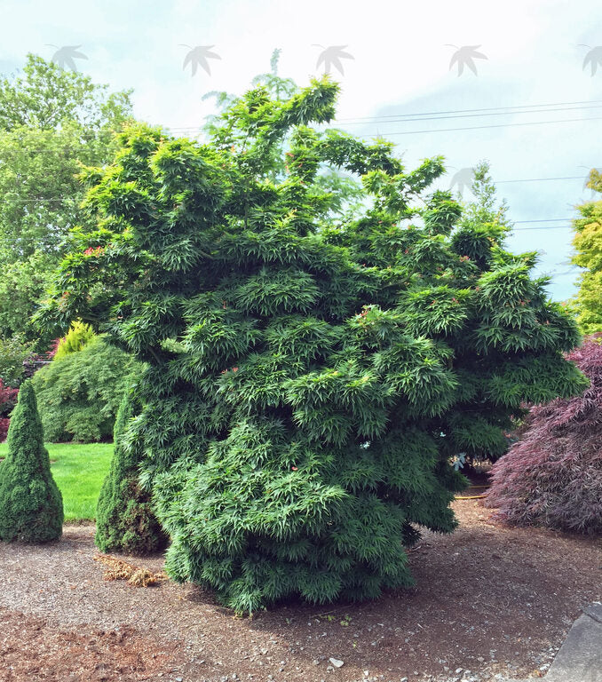 Mikawa Yatsubusa Japanese Maple