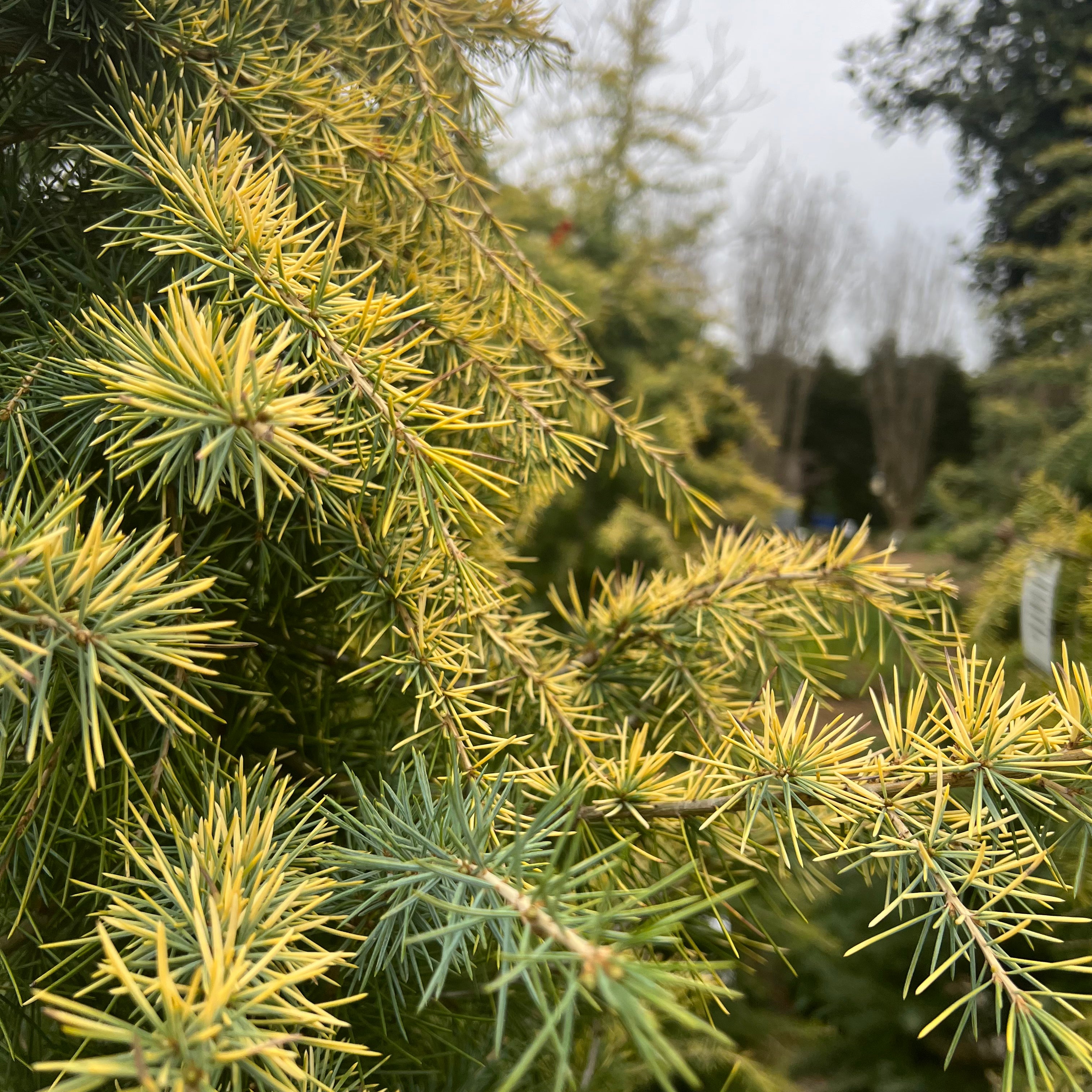 Golden Deodar Cedar