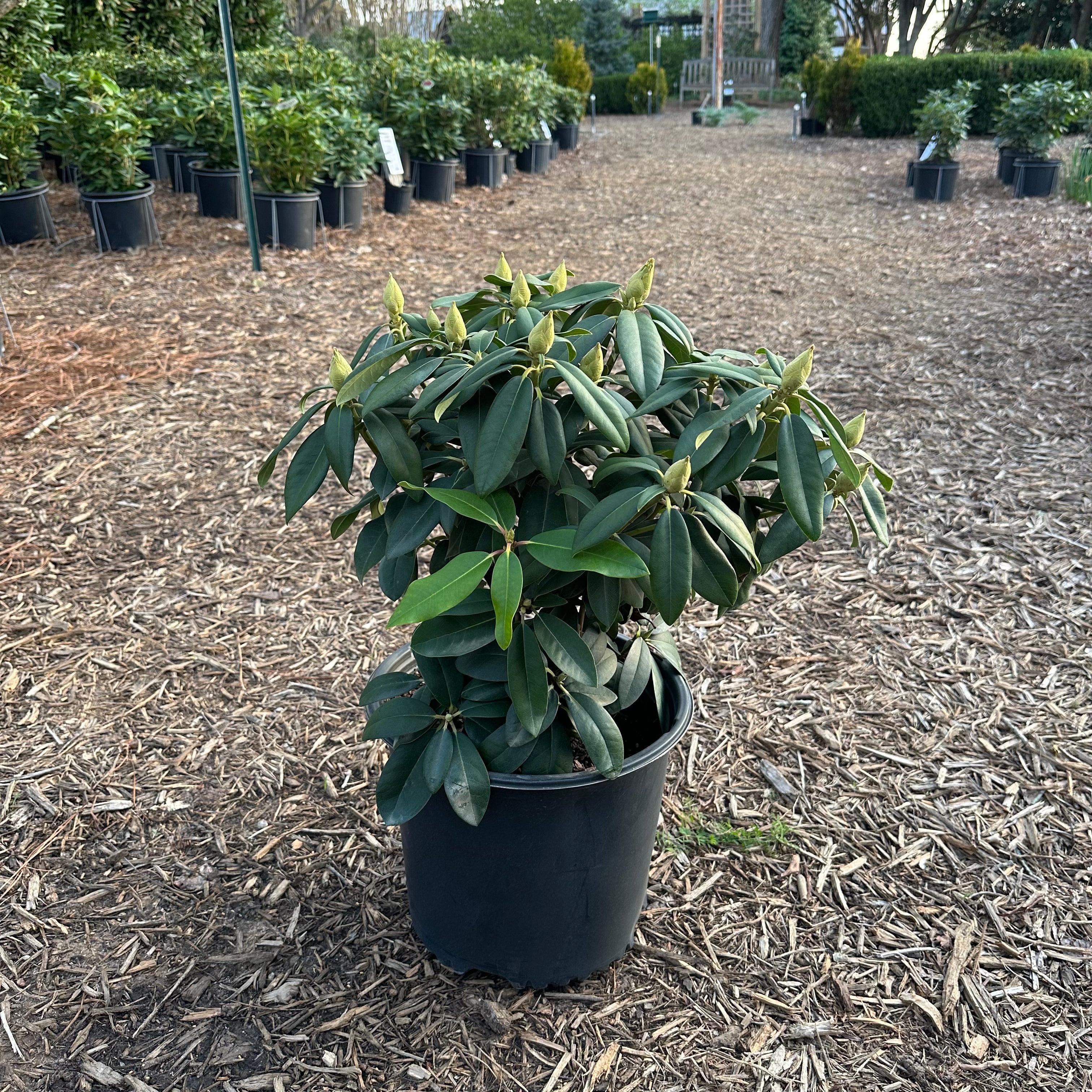 Purpureum Elegans Rhododendron 3 Gal