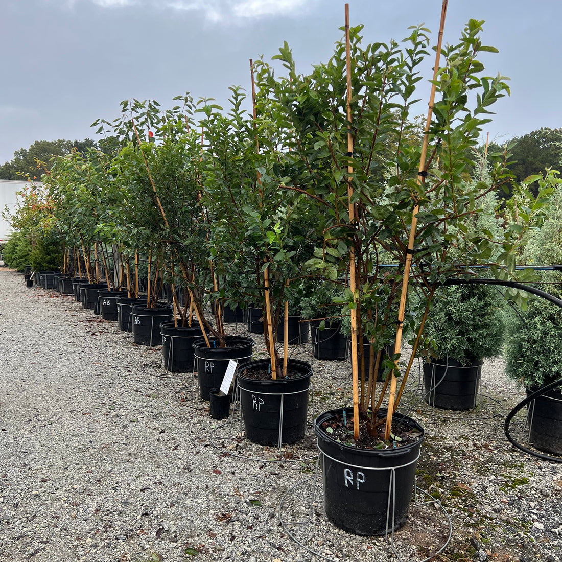 Rainbow Pillar Serviceberry 15 Gal