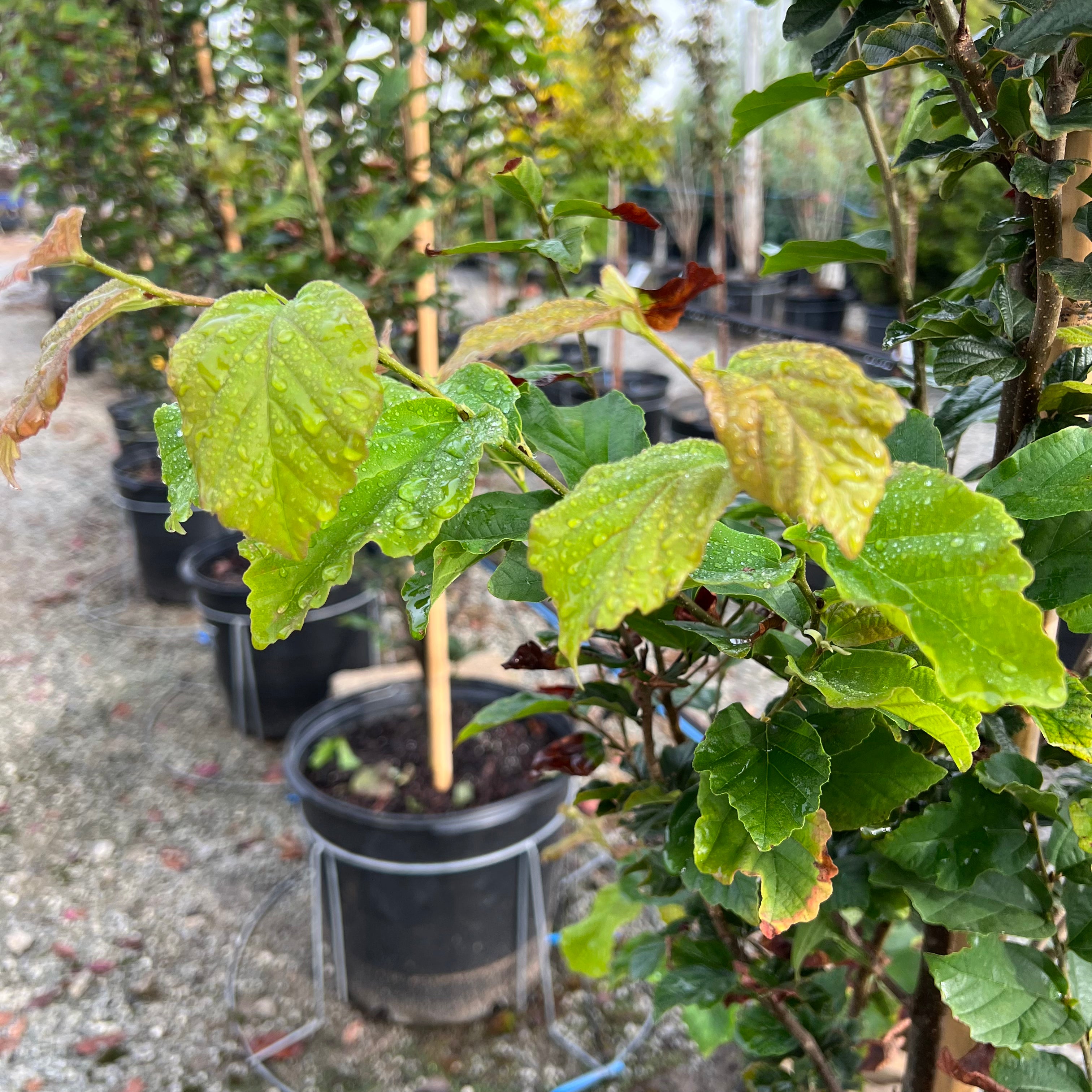 Golden Bell Tower Parrotia 15 Gal