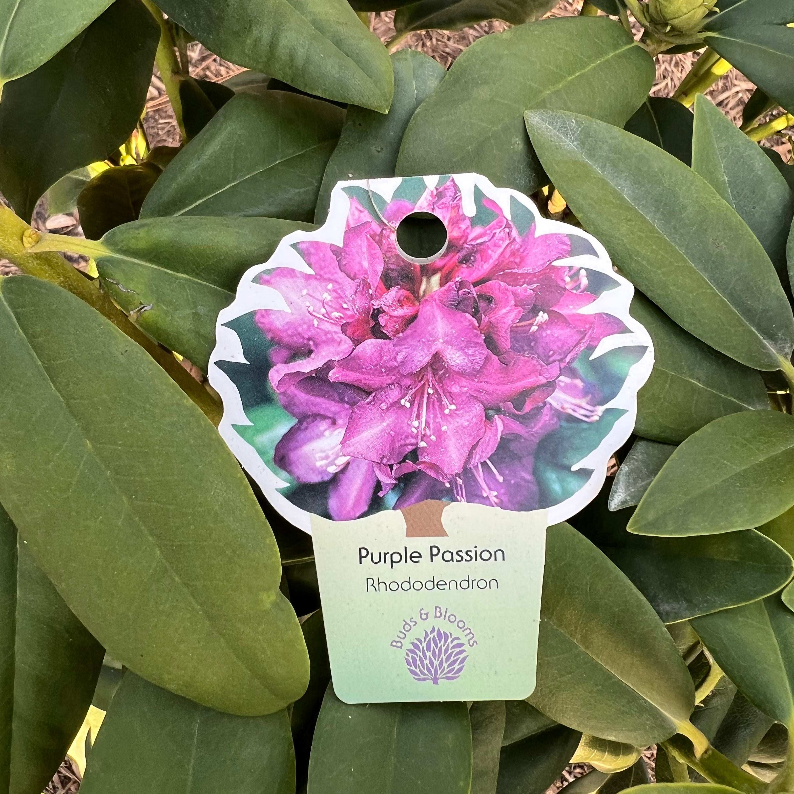Purple Passion Rhododendron 3 Gal