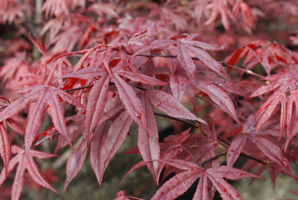 Emperor I Japanese Maple