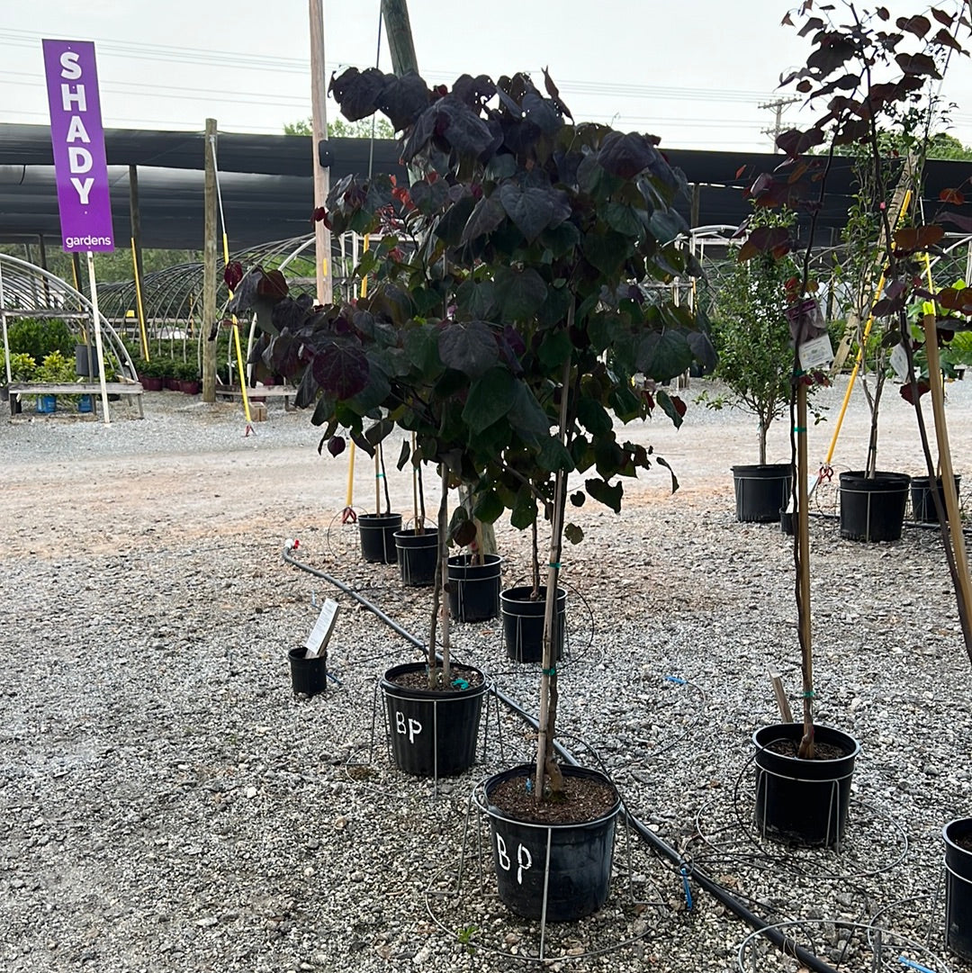 Black Pearl Redbud