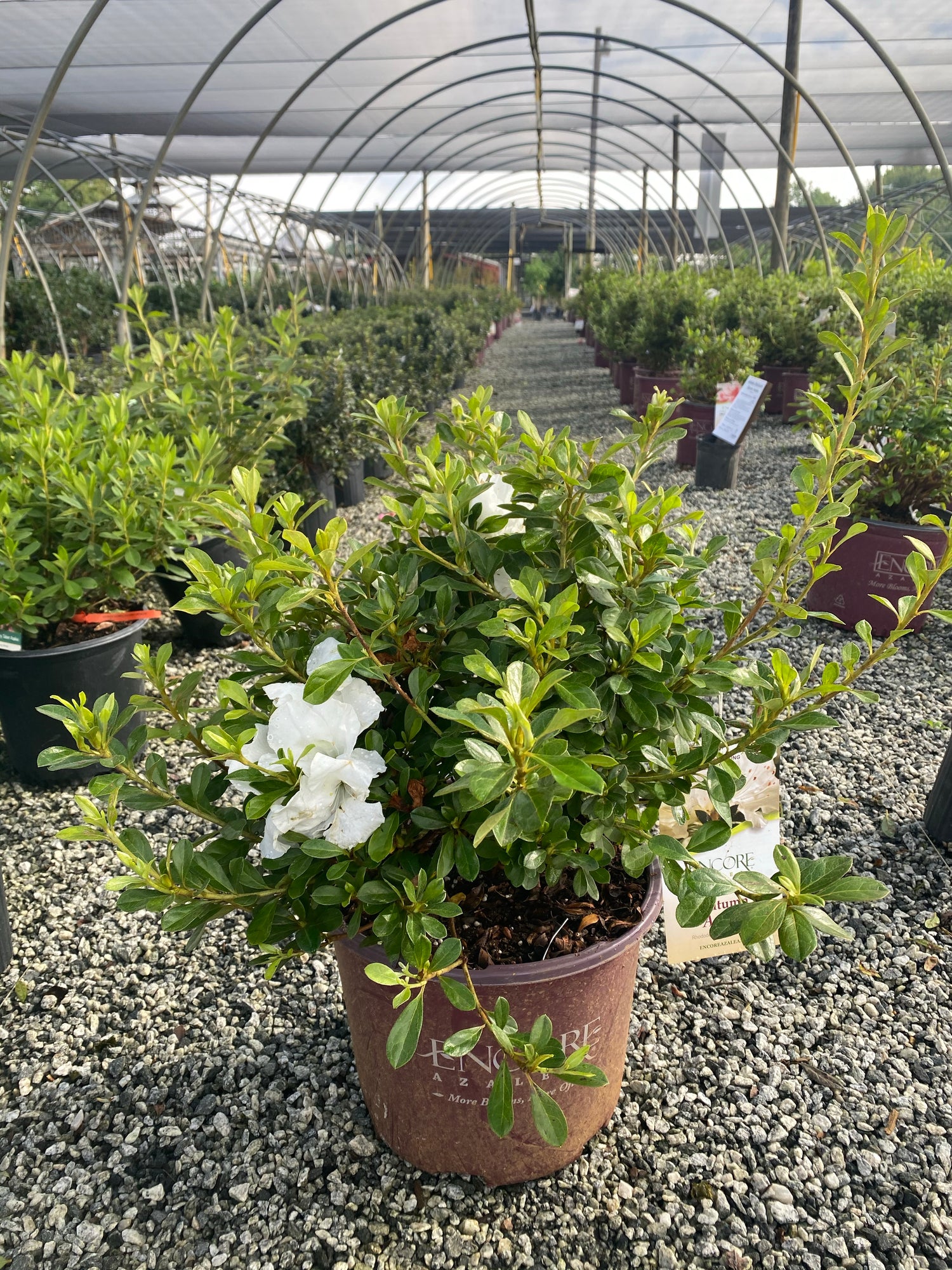 Autumn Angel Encore Azalea 2&3 Gal