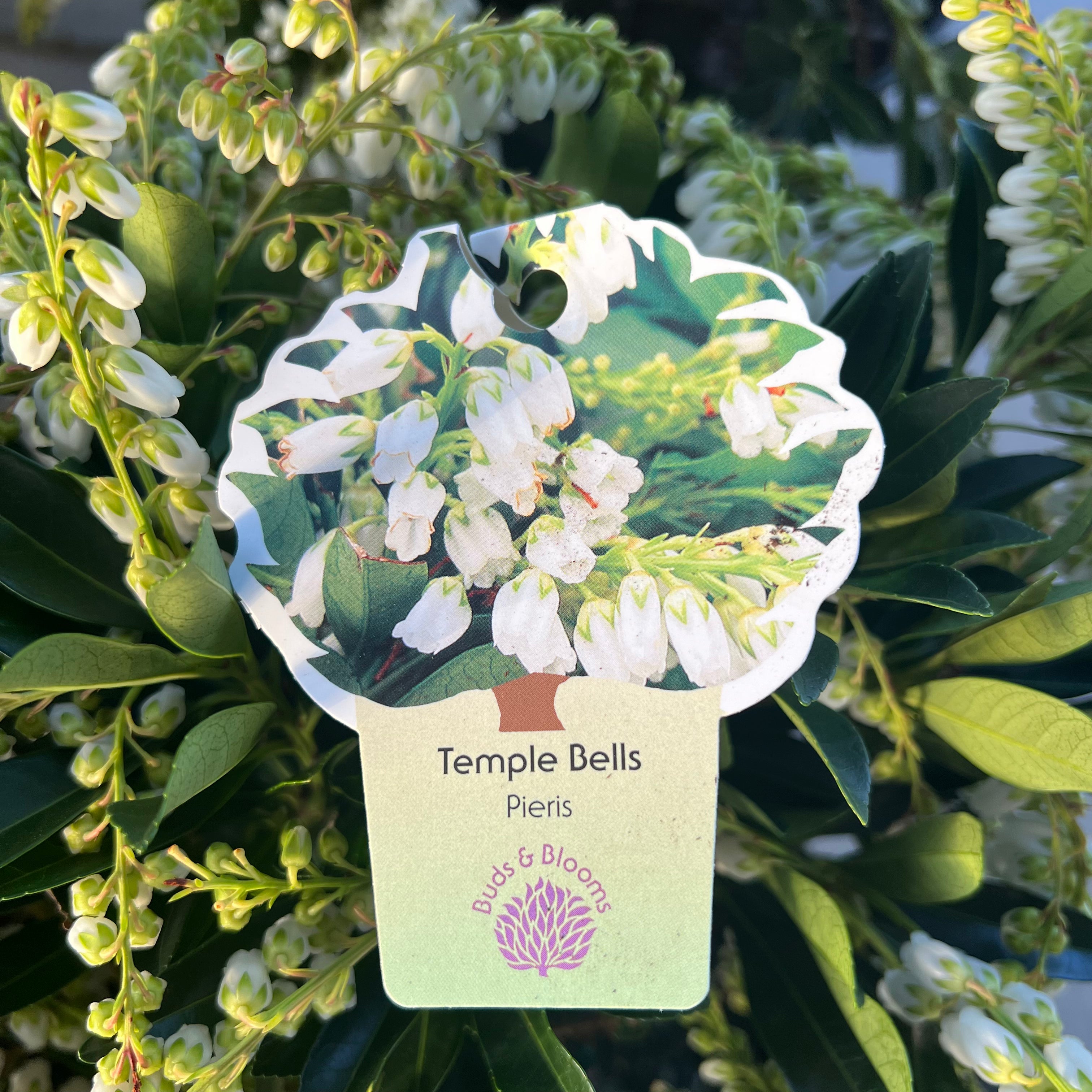 Temple Bells Pieris 3 Gal