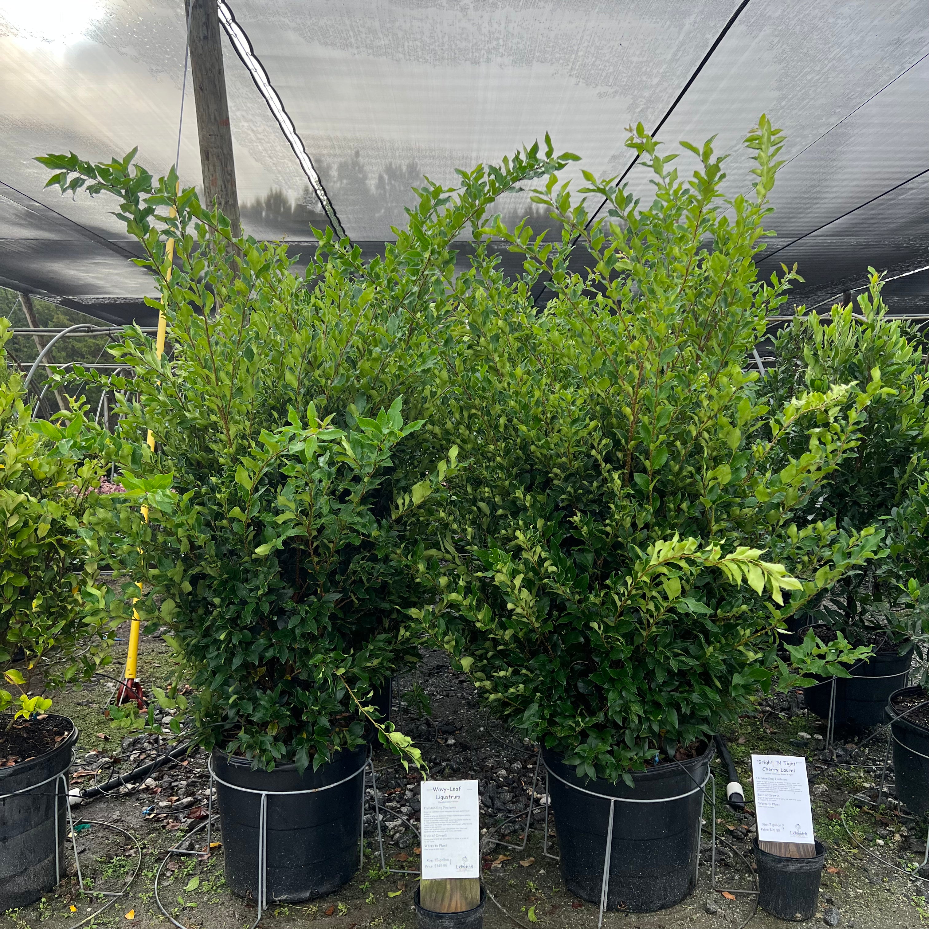 Wavy Leaf Ligustrum
