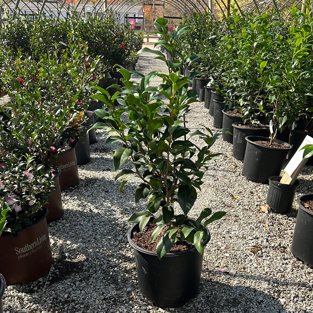 Silver Waves Camellia Jap 3 Gal