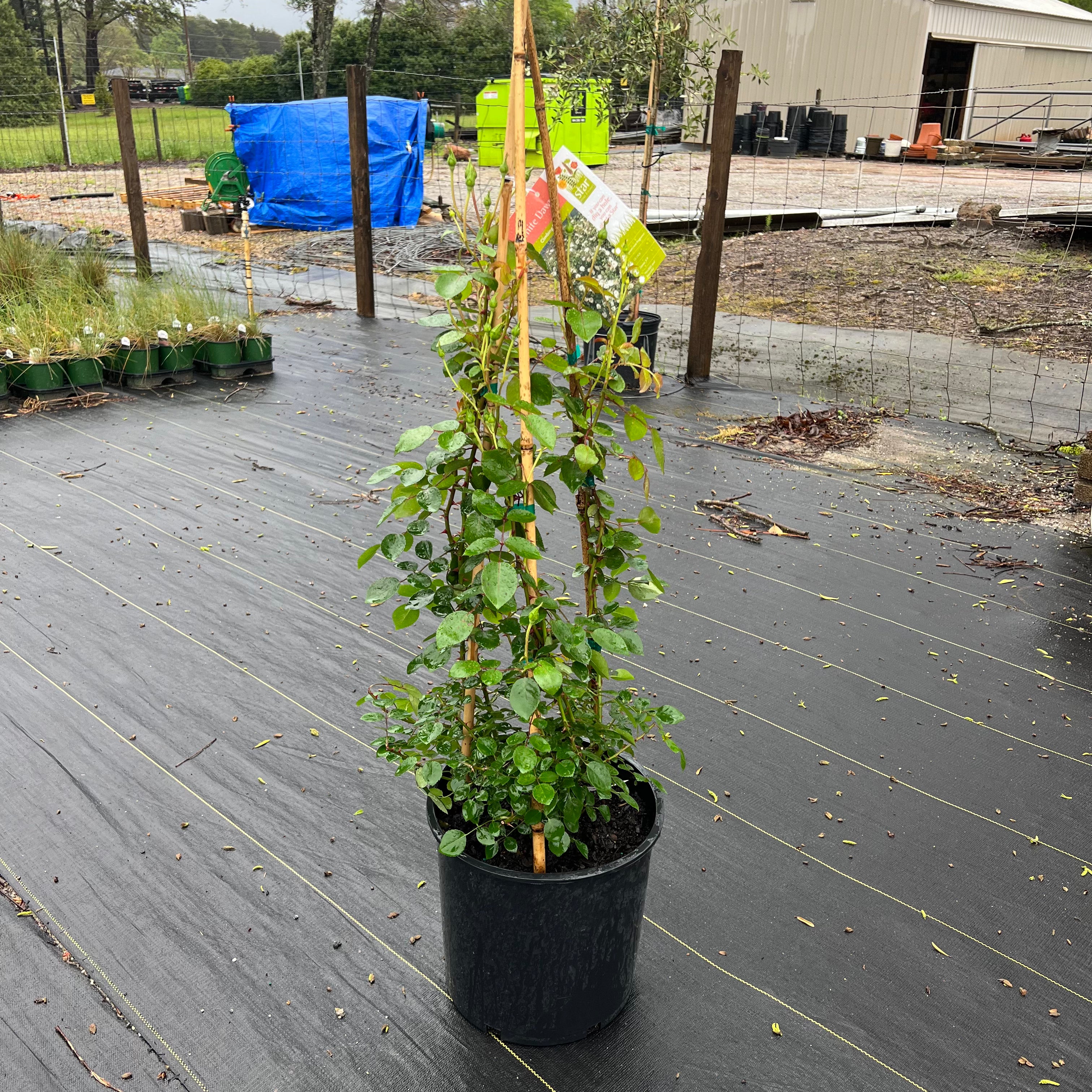 White New Dawn Climbing Rose 5 Gal