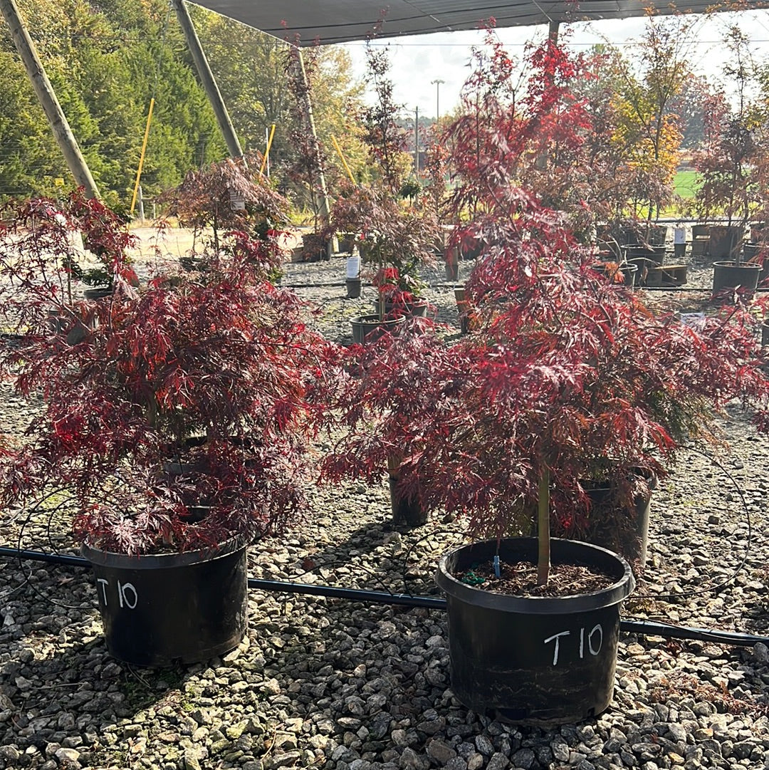 Tamukeyama Japanese Maple